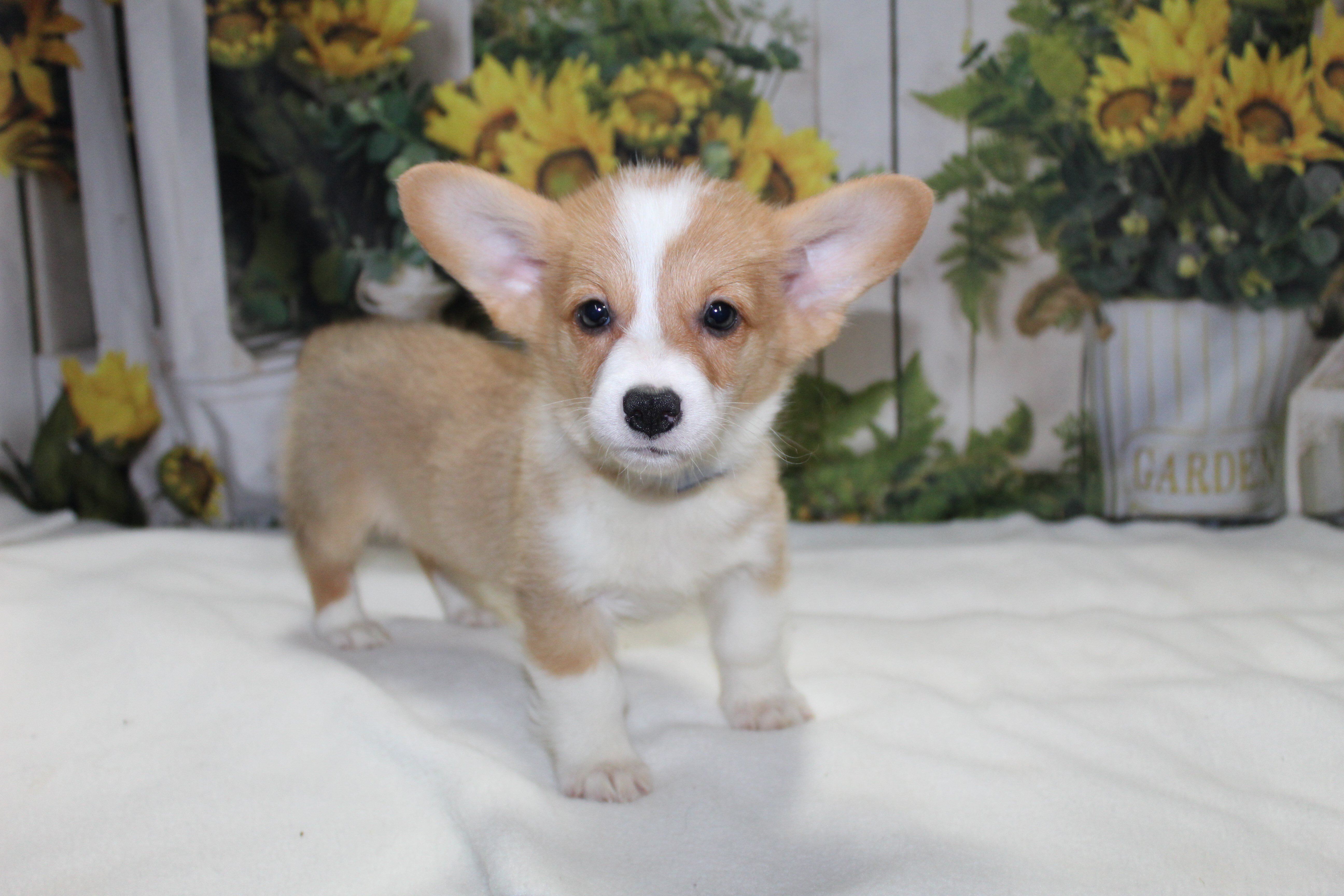 Corgi Puppies image 3