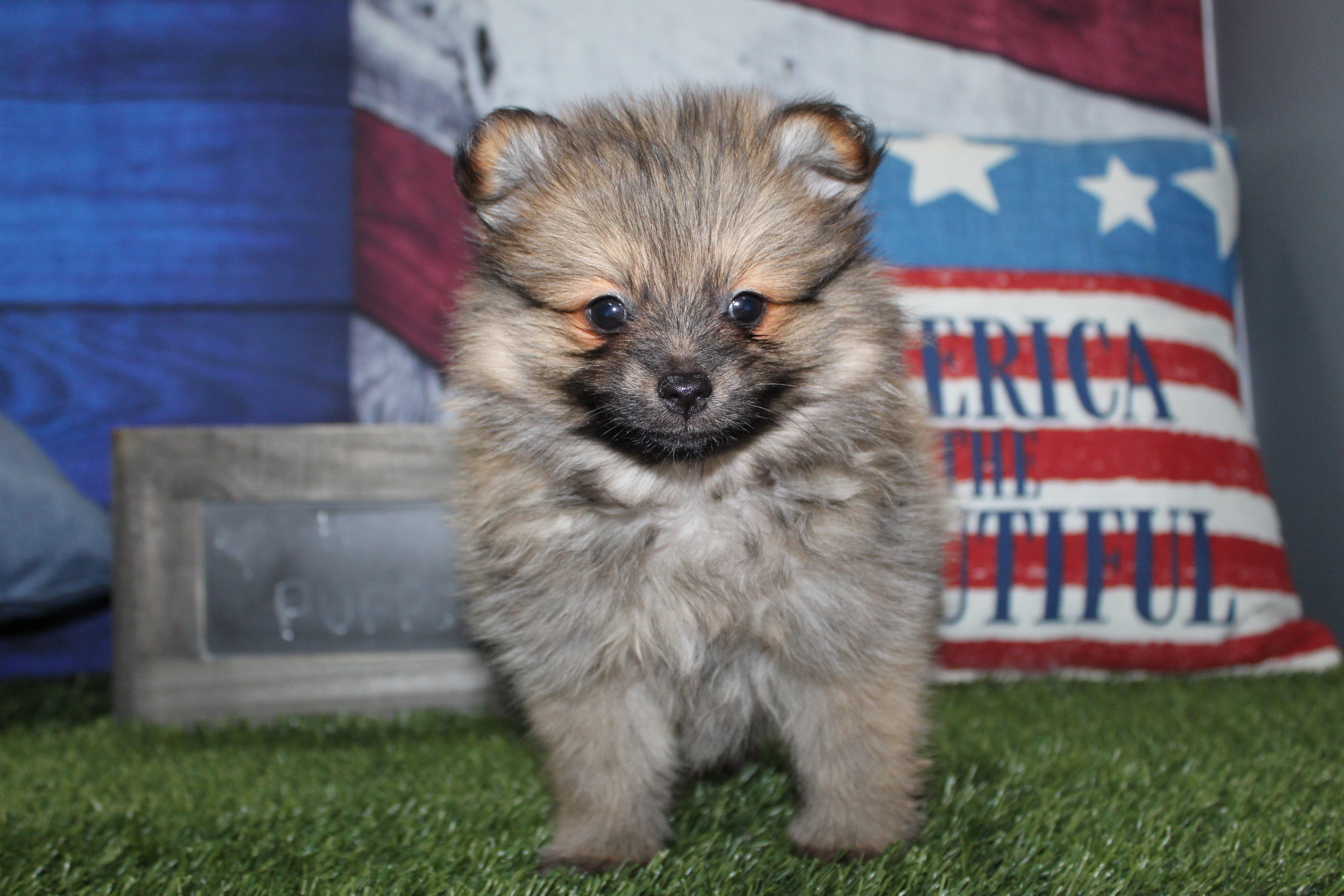 Pomeranian Puppies image 1