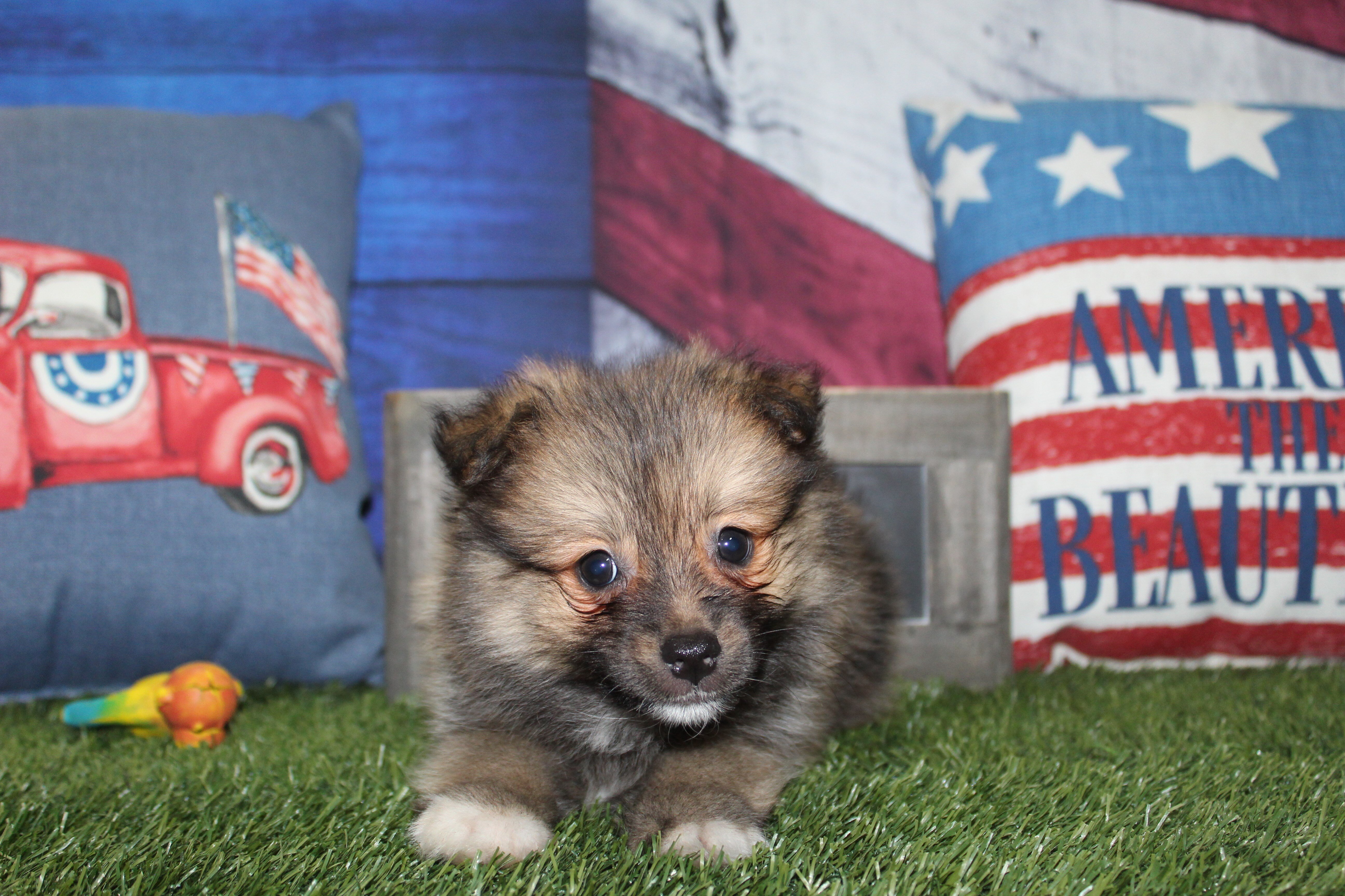 Pomeranian Puppies image 2