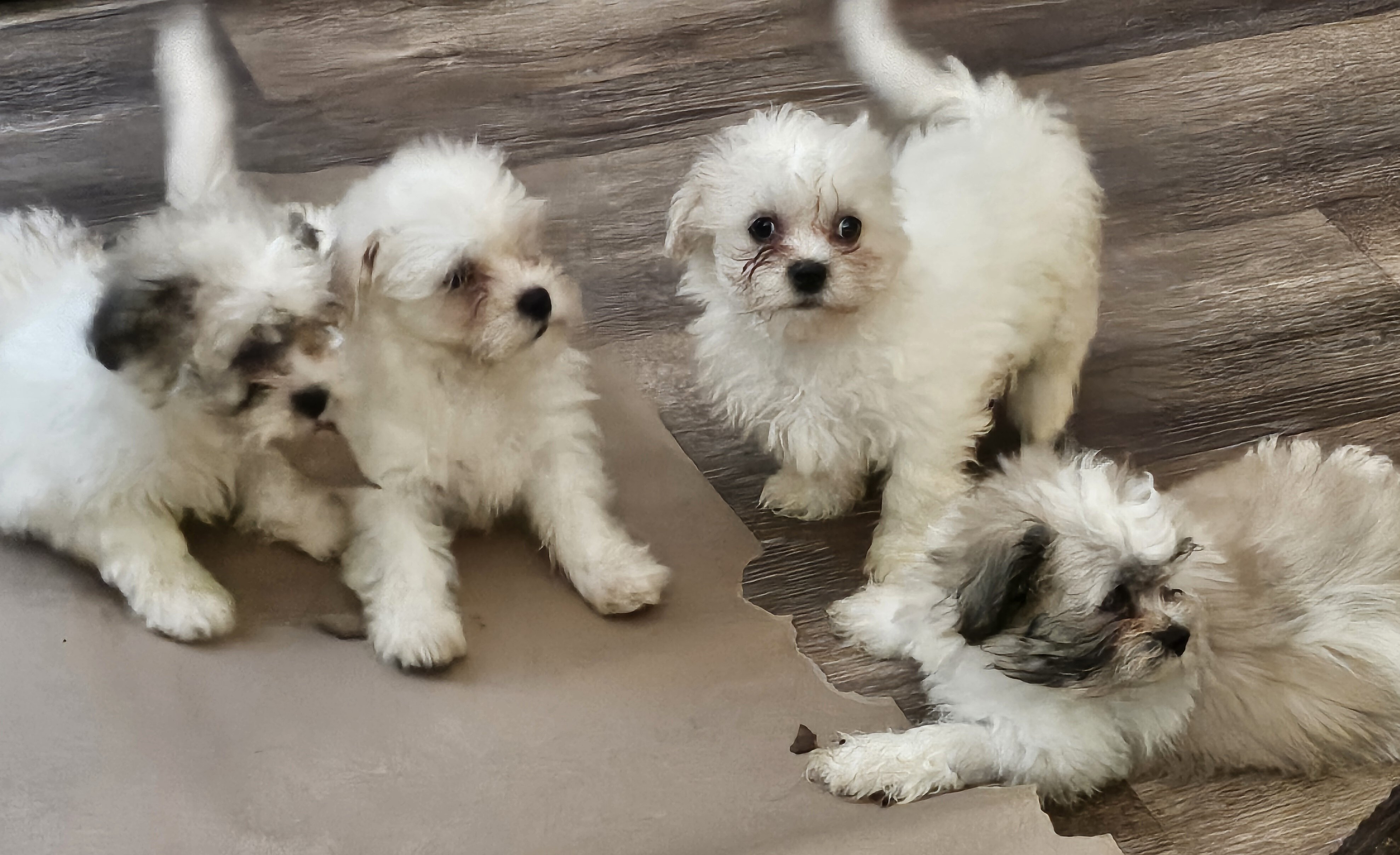 Puppies image 1