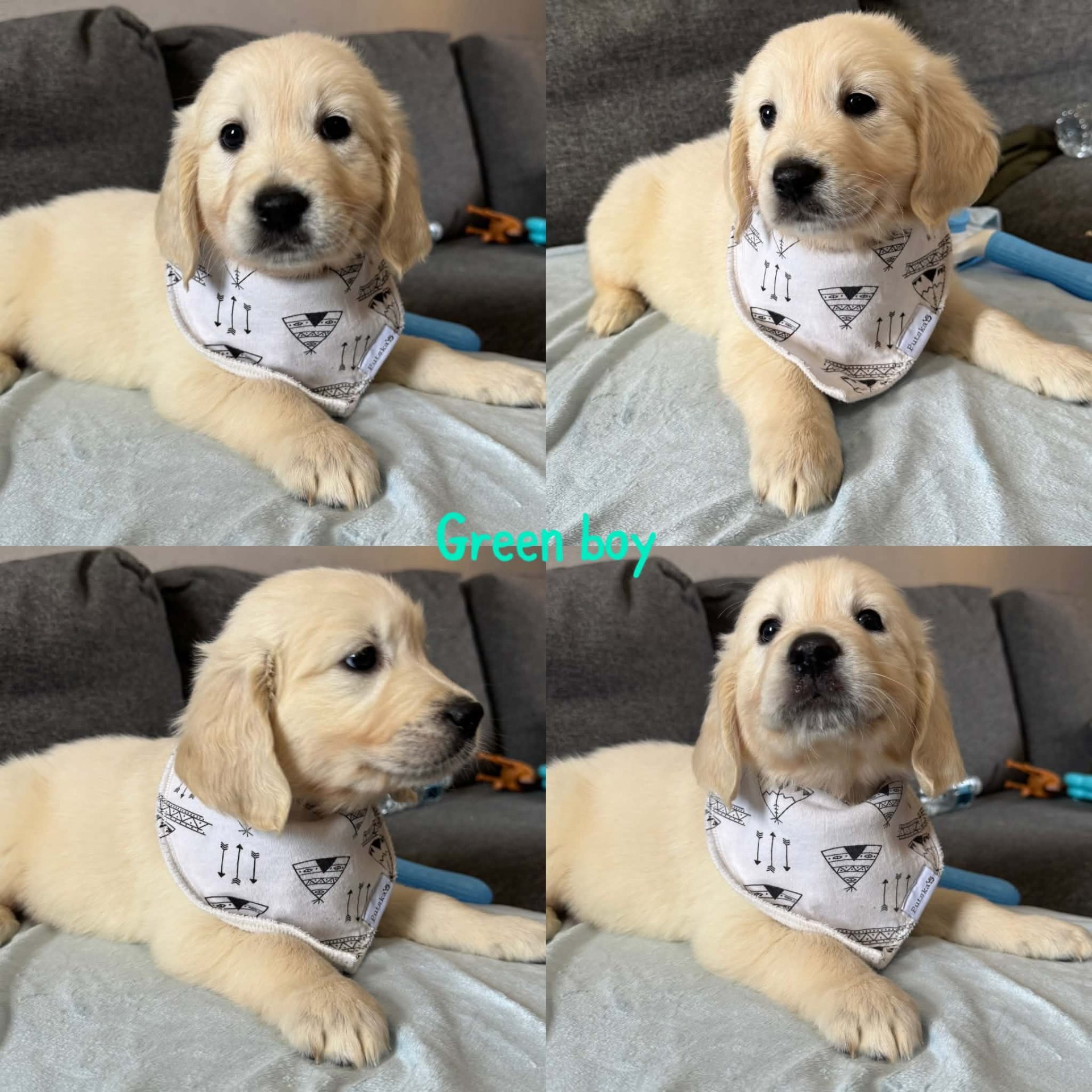 Golden retriever puppies image 1