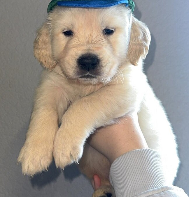 Golden retriever puppies image 3