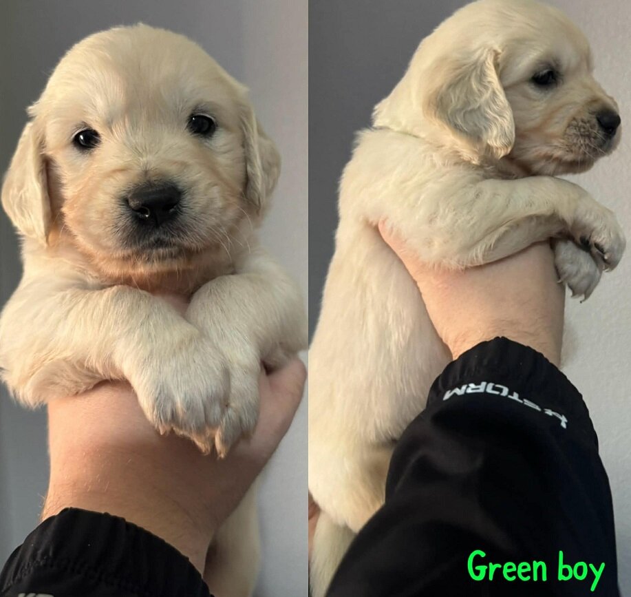 Golden retriever puppies image 4