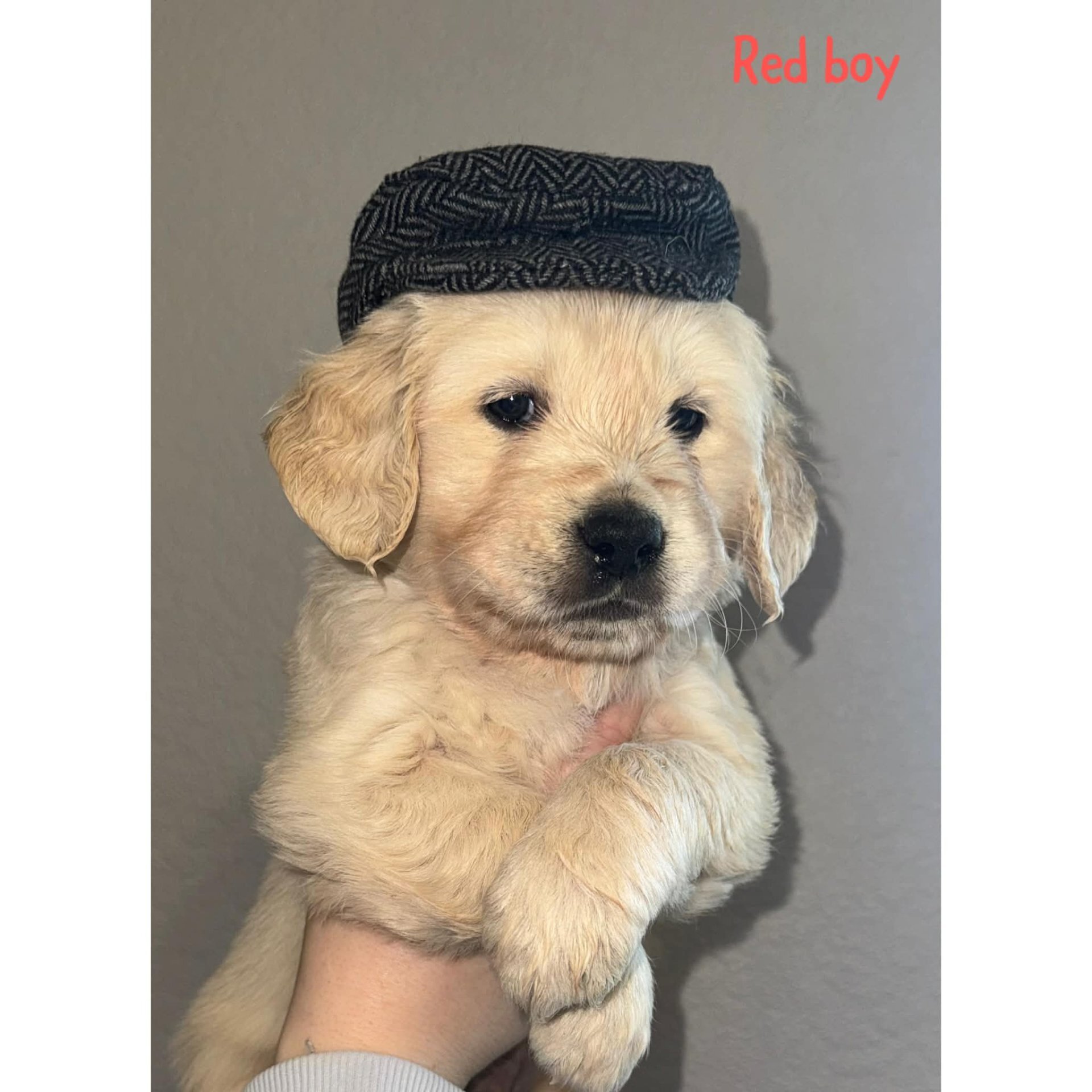 Golden retriever puppies image 2