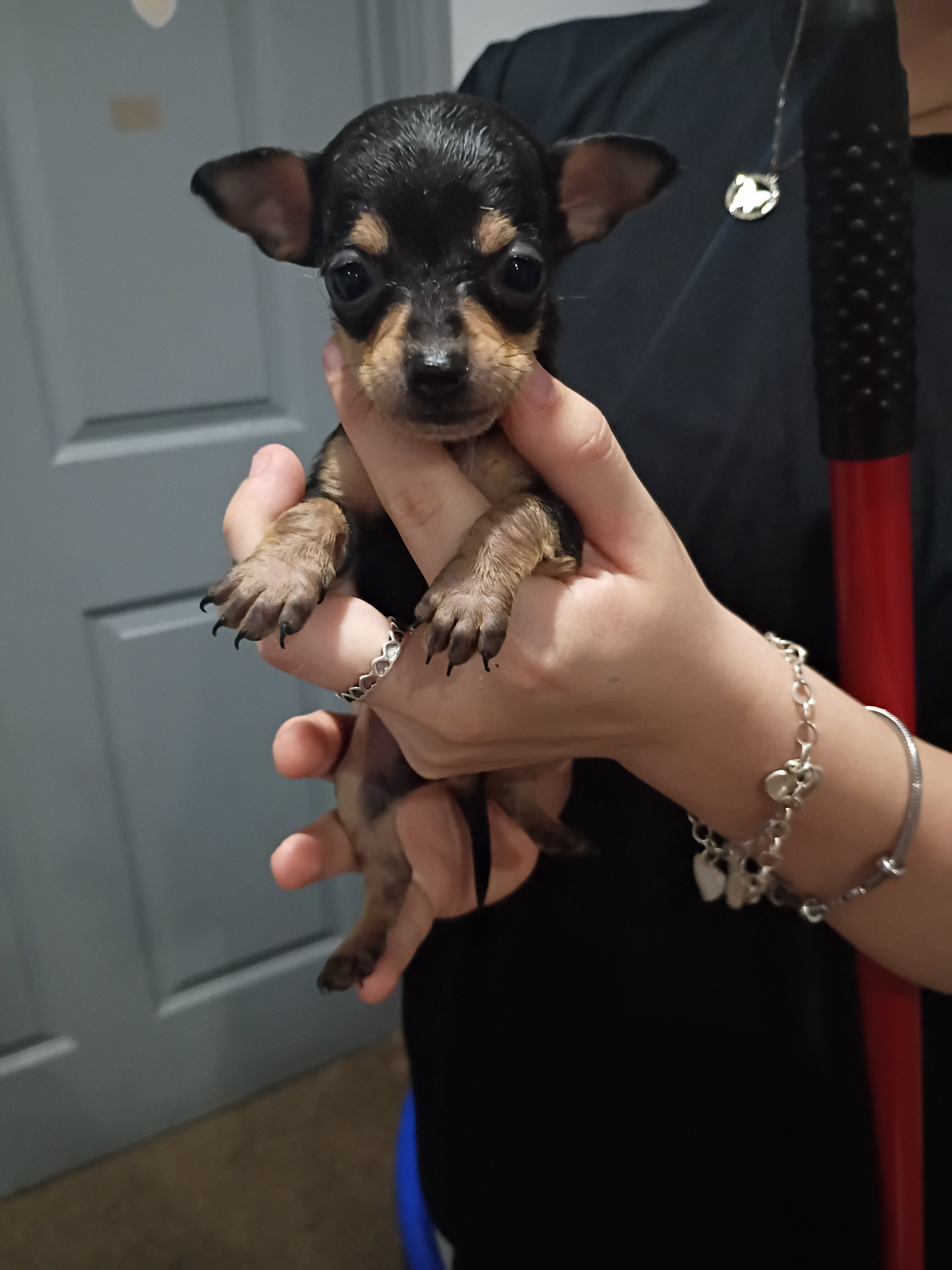 Puppies image 1