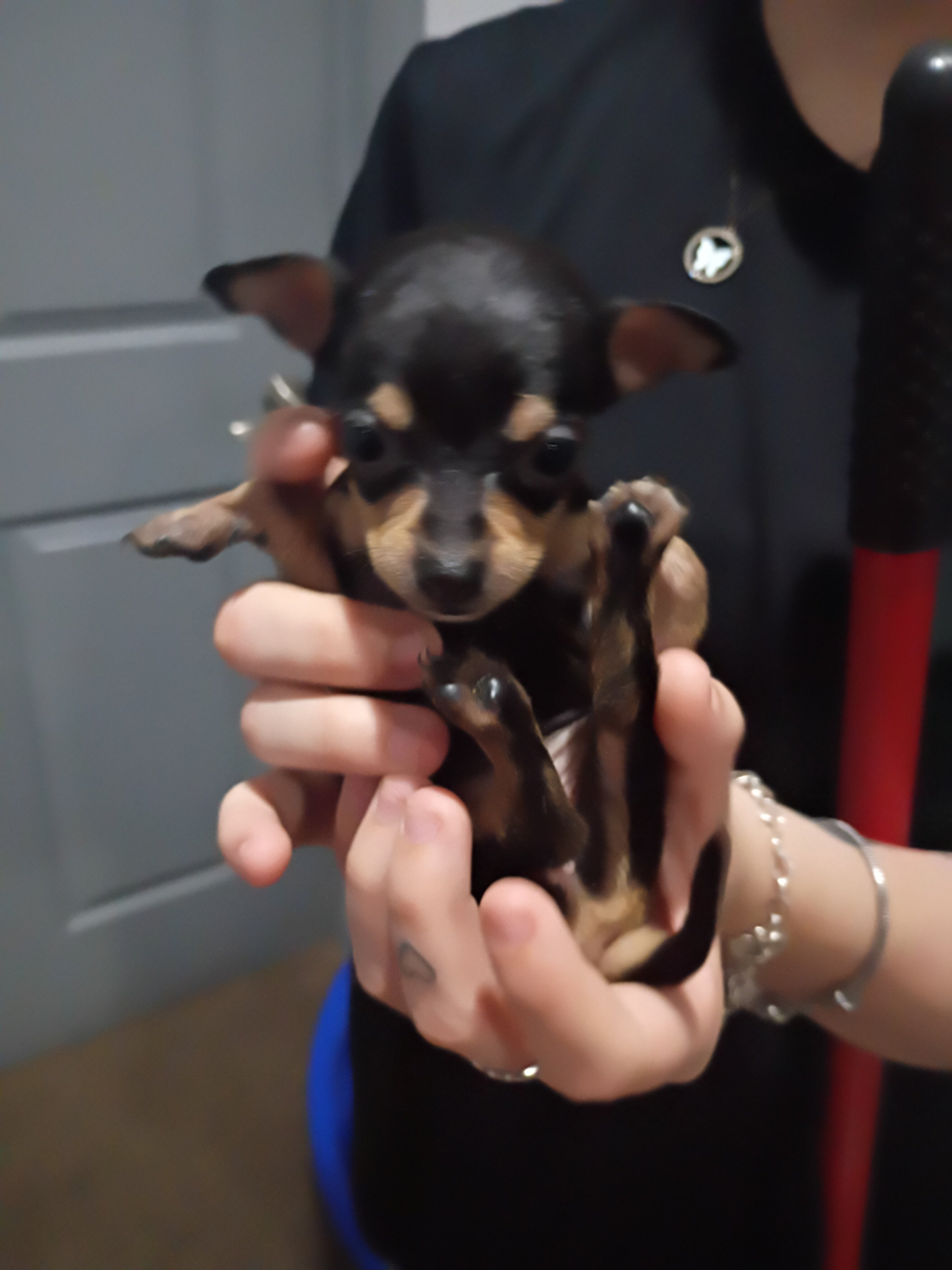 Puppies image 2