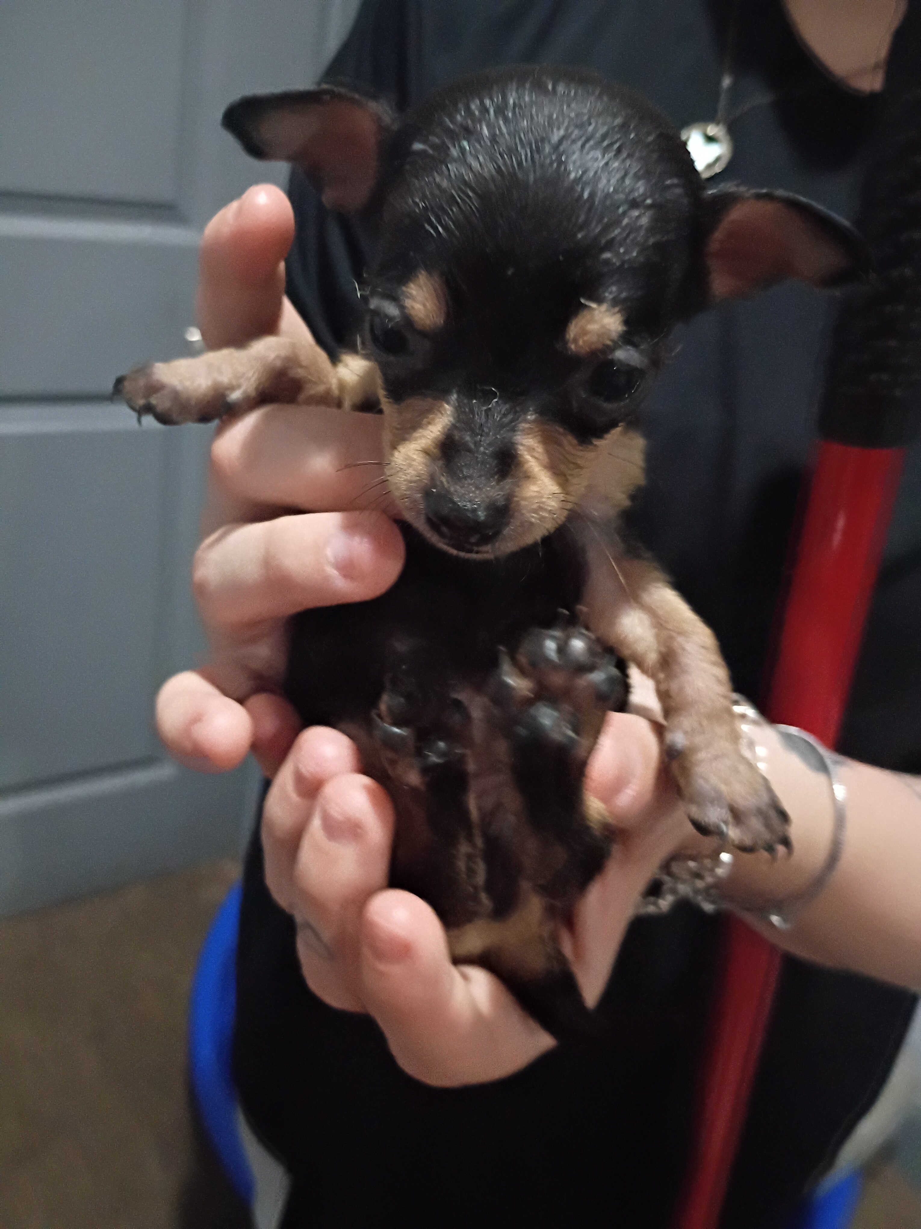 Puppies image 3