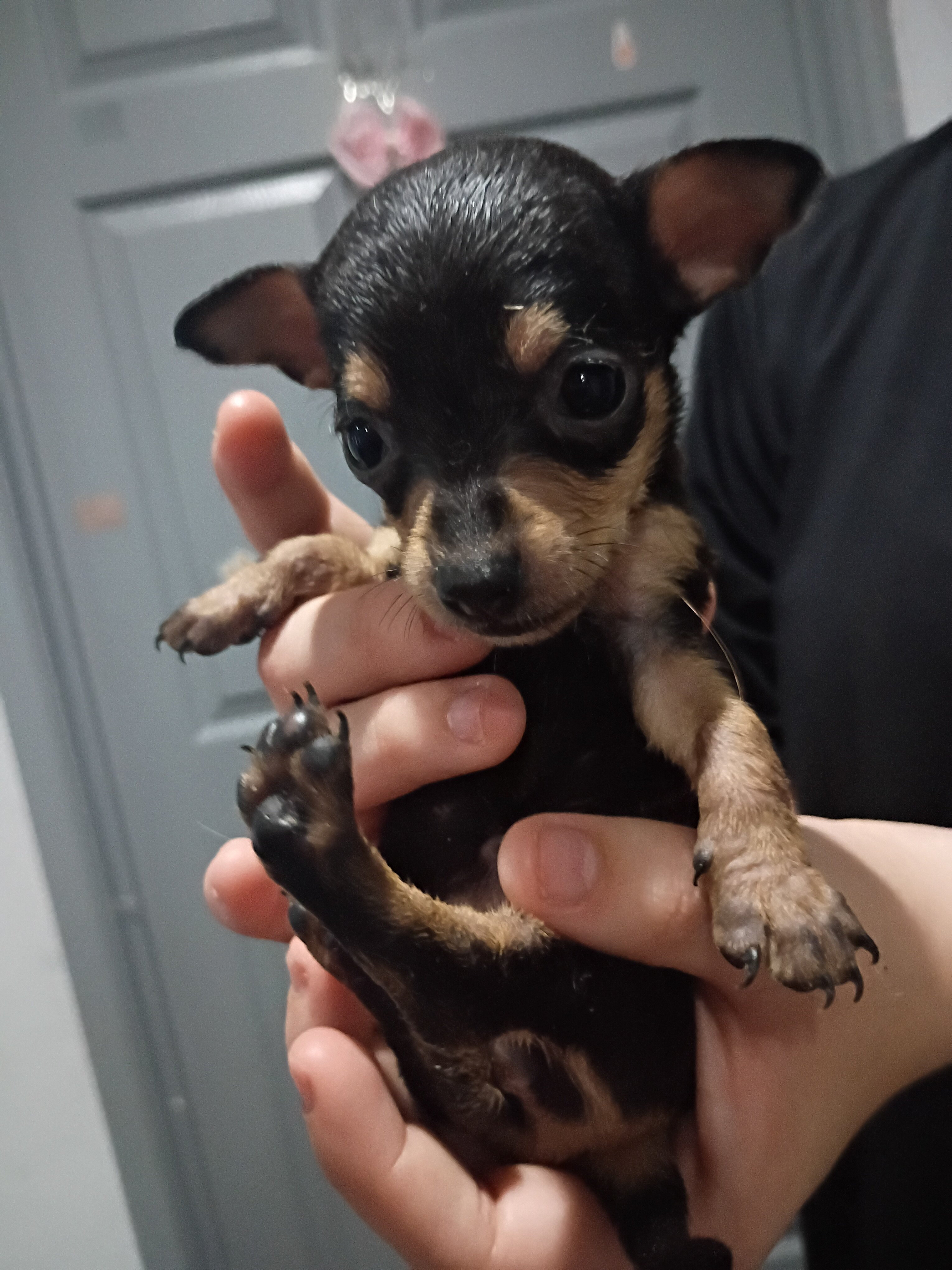 Puppies image 4