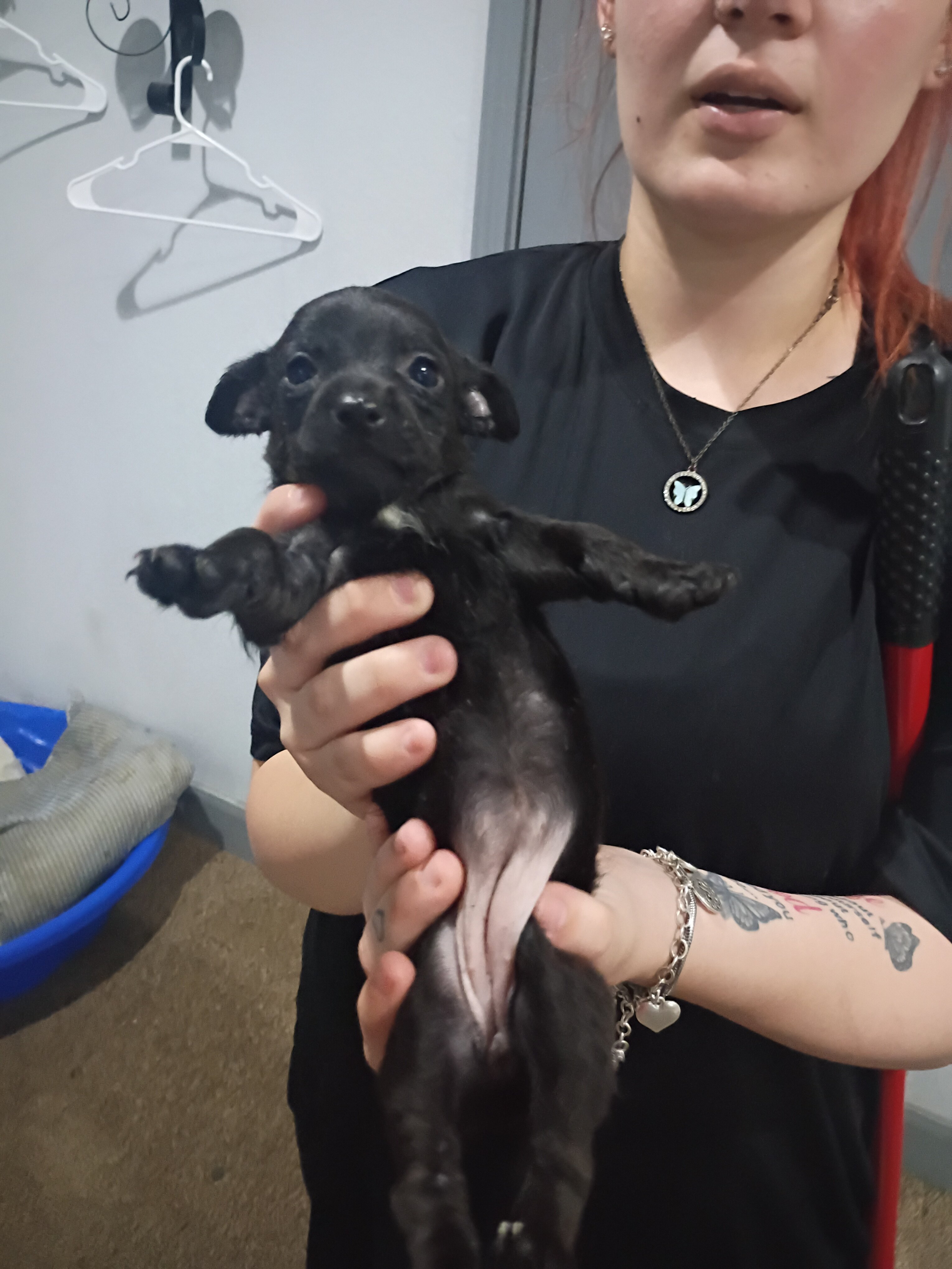 Puppies image 5