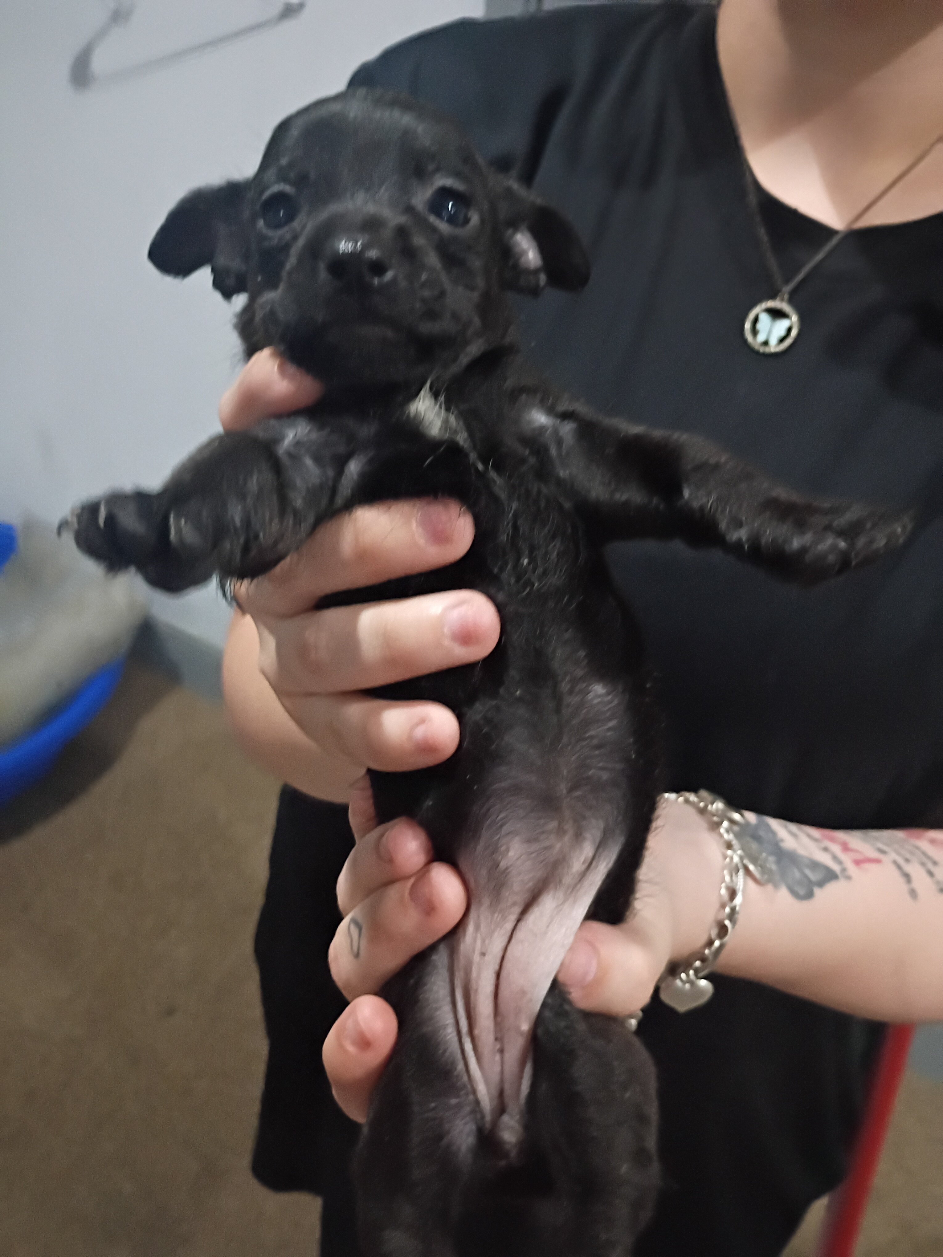 Puppies image 6