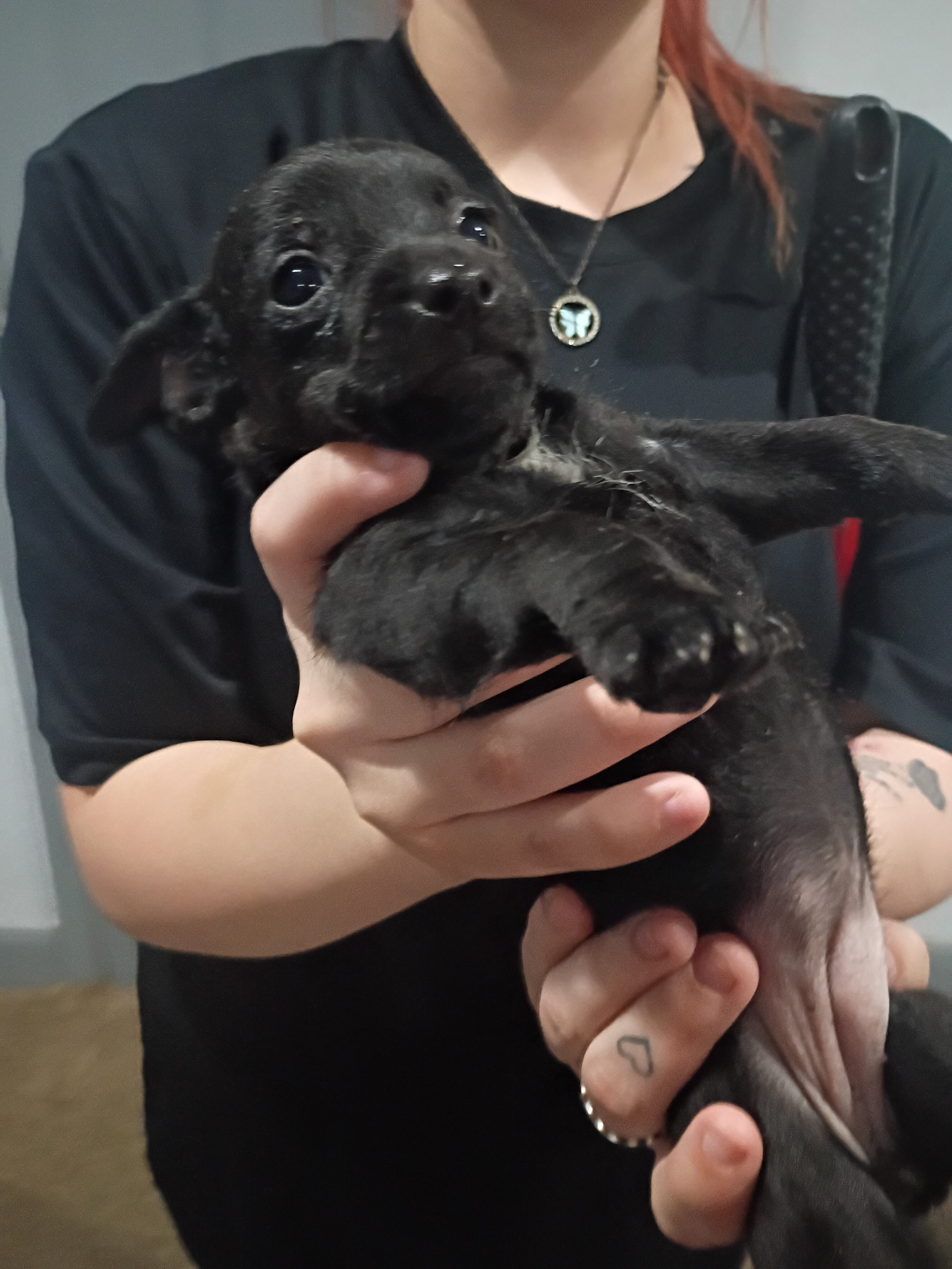 Puppies image 7