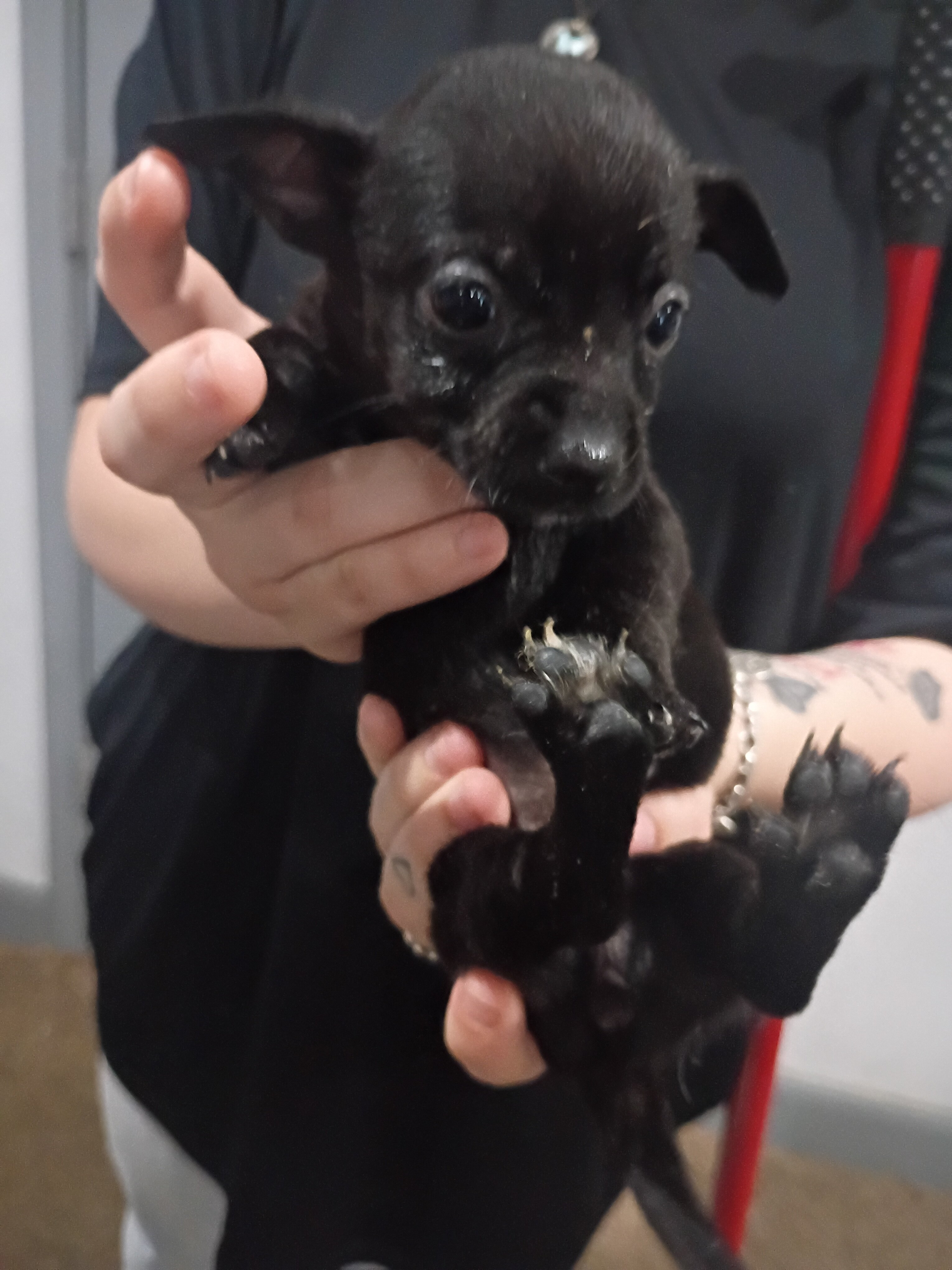 Puppies image 8