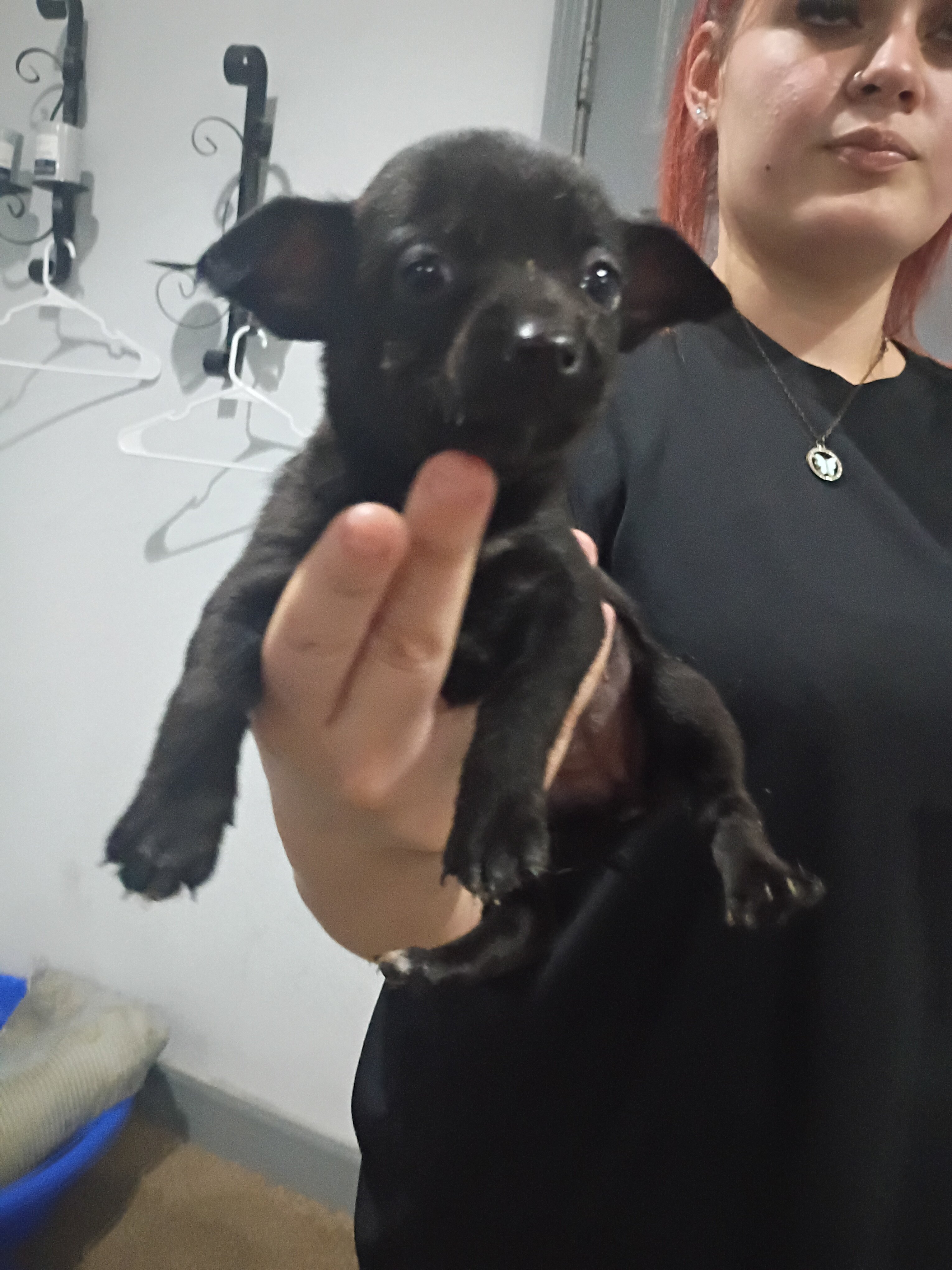 Puppies image 9