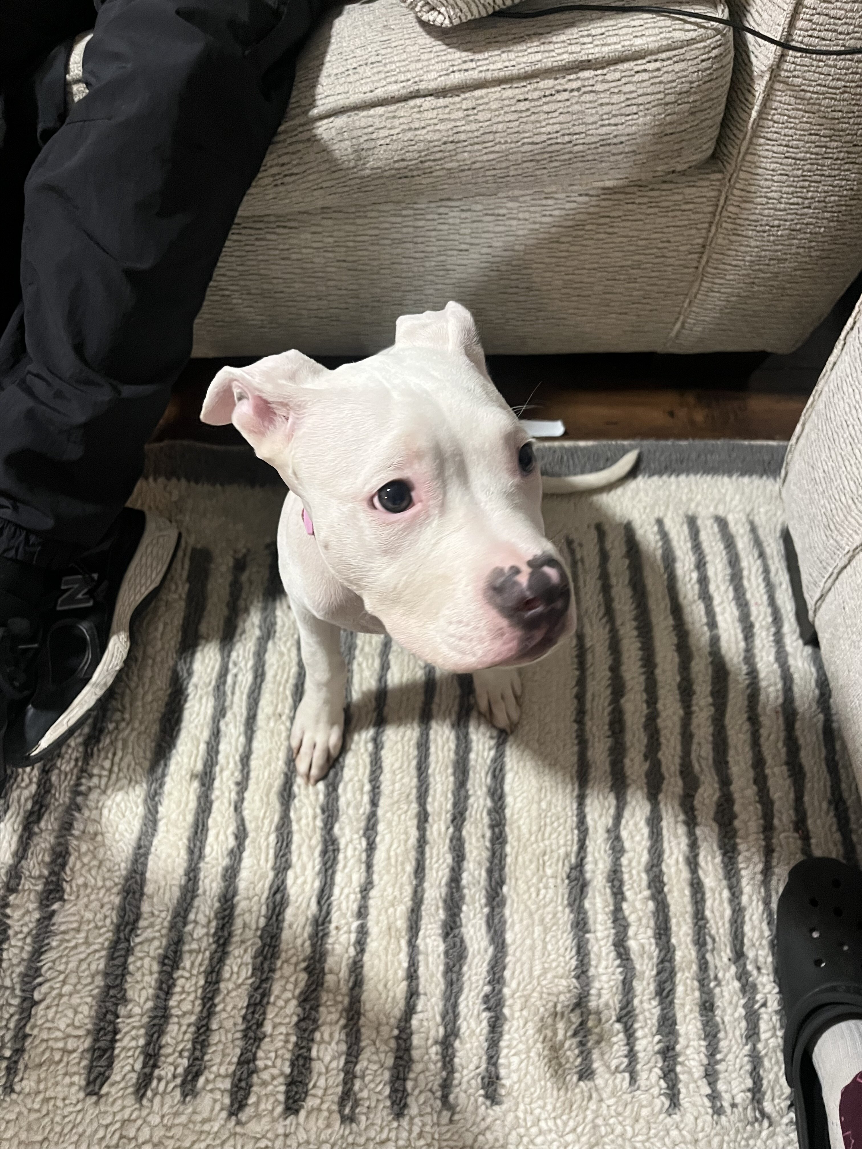 Dog image 1