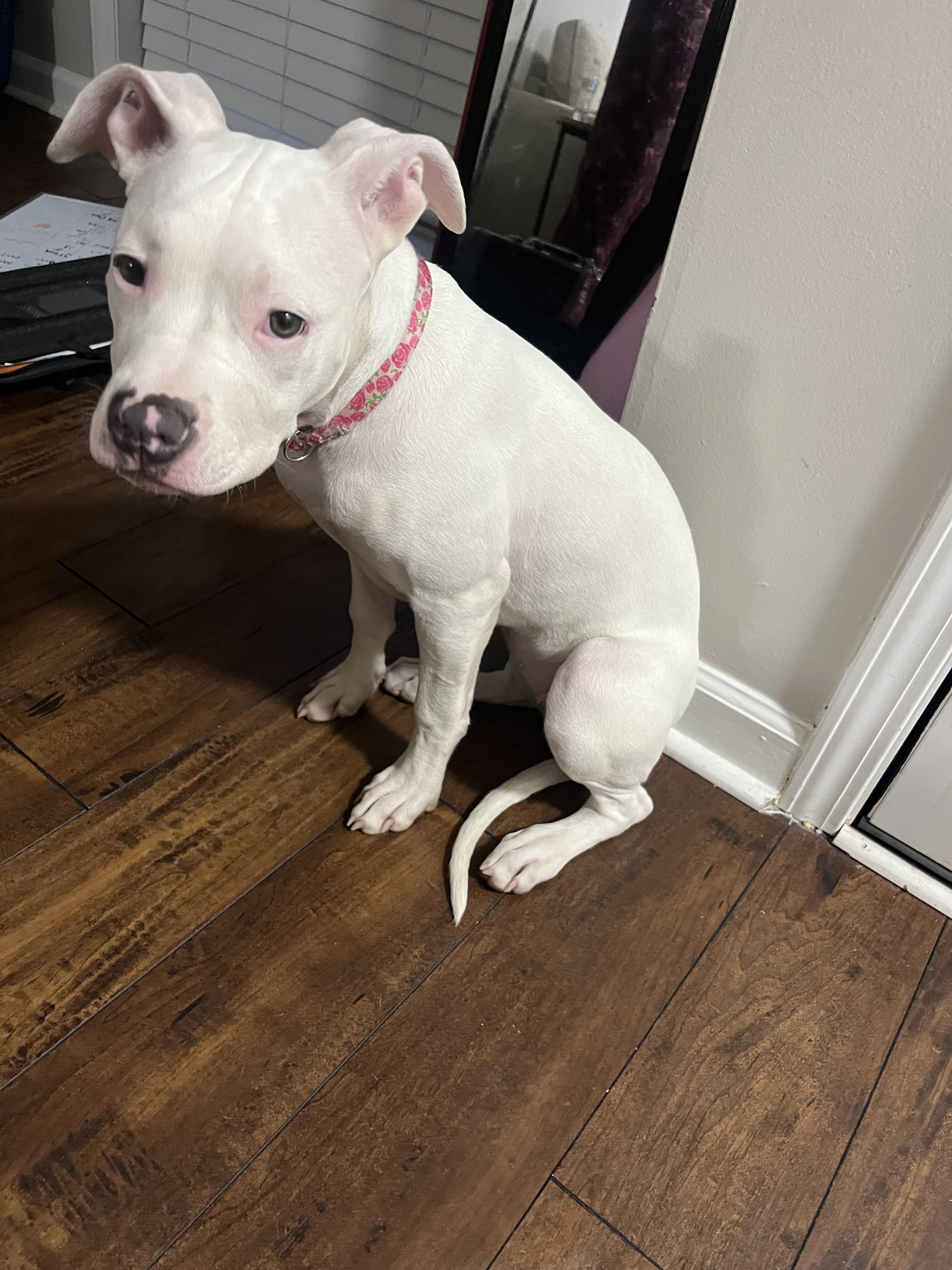 Dog image 2