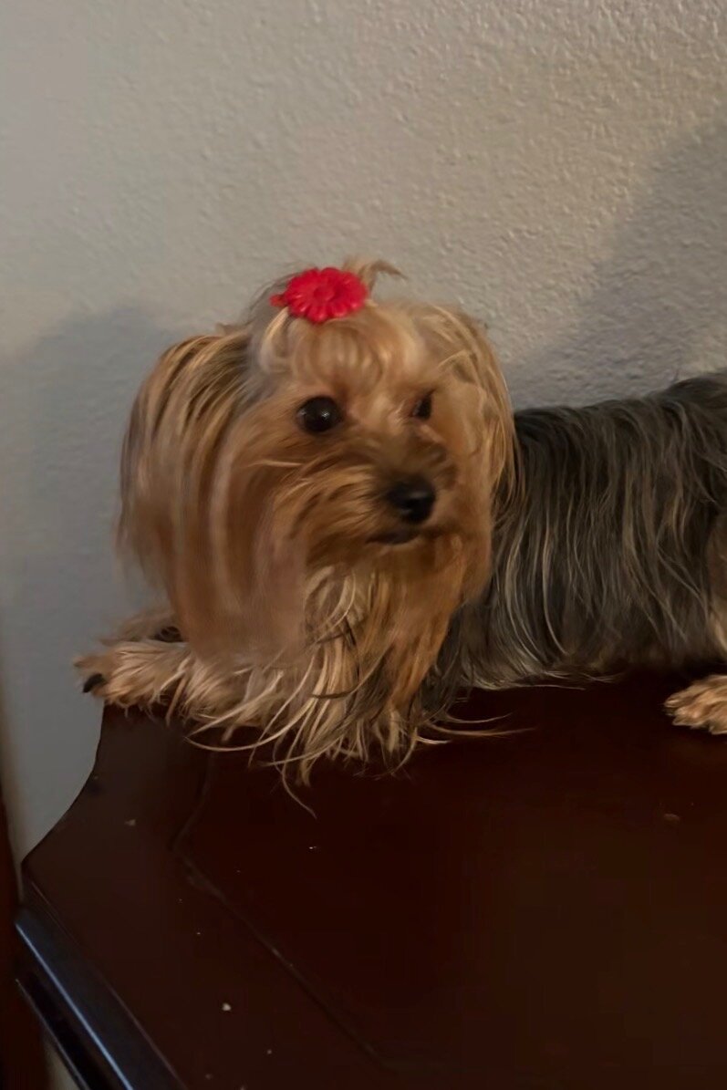Two Baby Yorkies For sale image 3