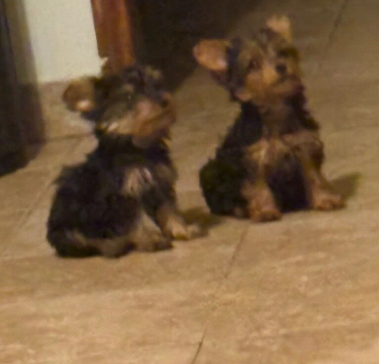 Two Baby Yorkies For sale image 1