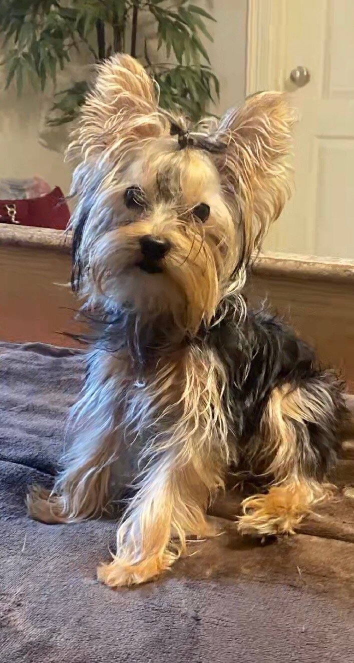 Two Baby Yorkies For sale image 2