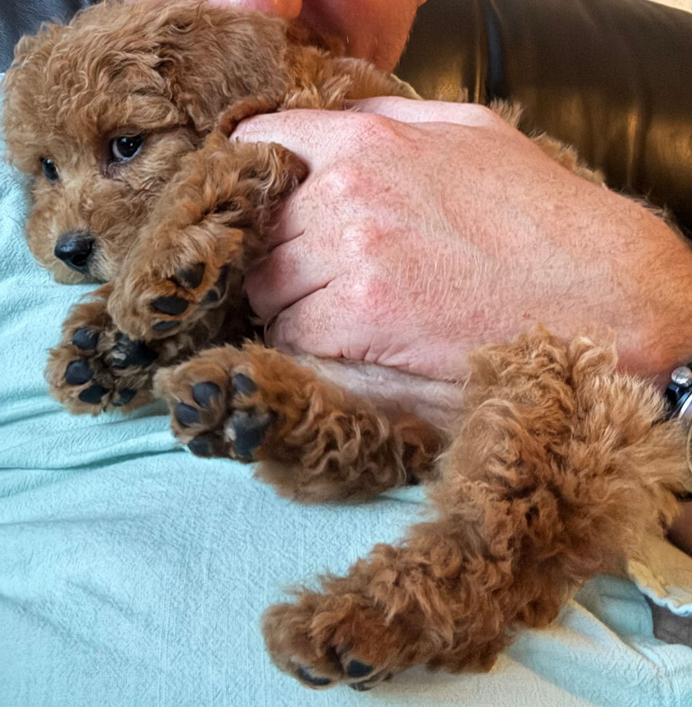16 Week Old Toy Poodle Puppy image 2