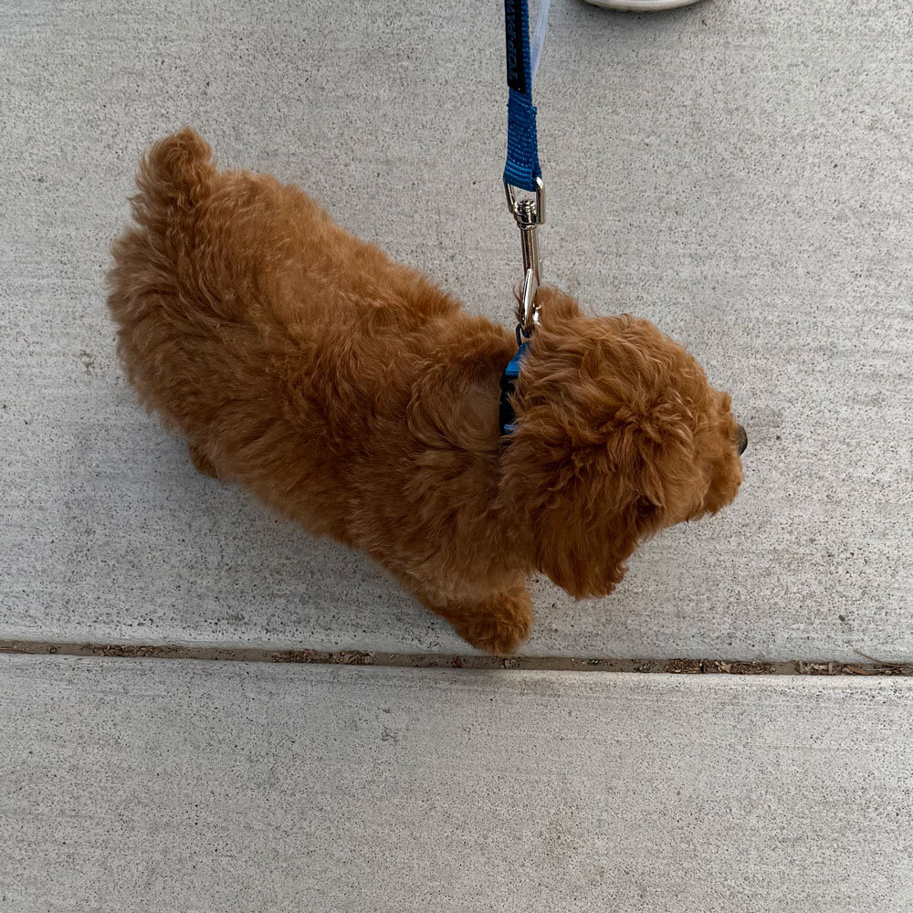 16 Week Old Toy Poodle Puppy image 3
