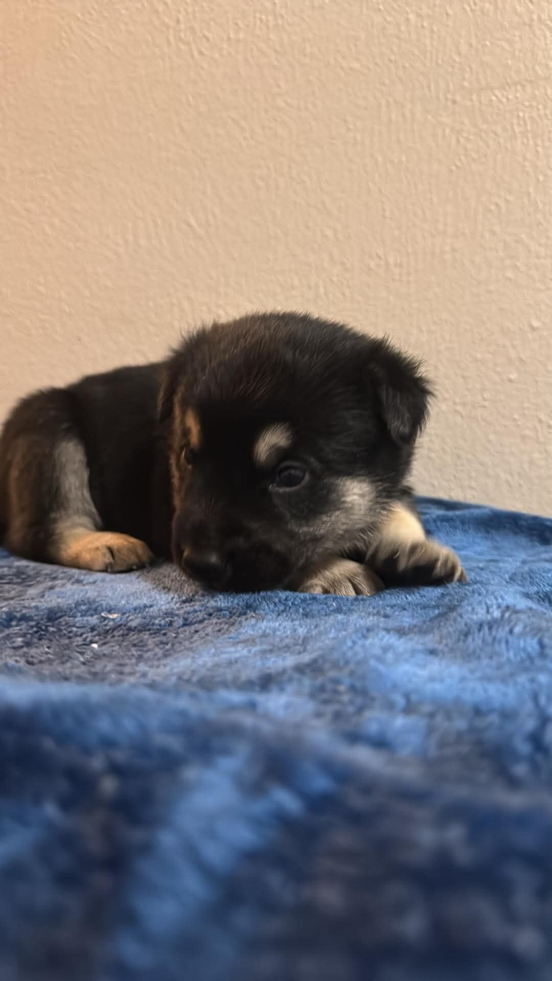 Shepsky Puppies image 4