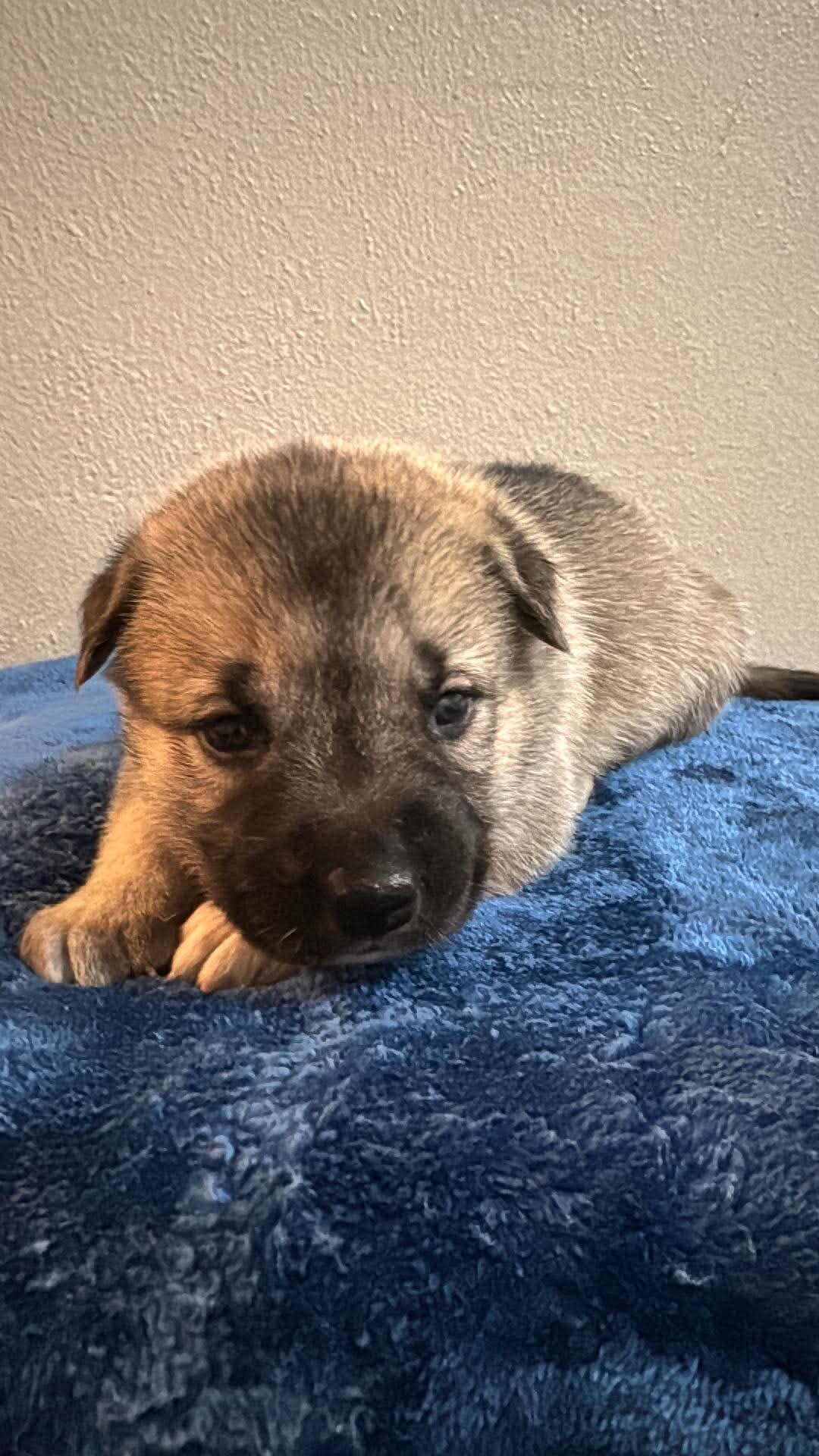 Shepsky Puppies image 7