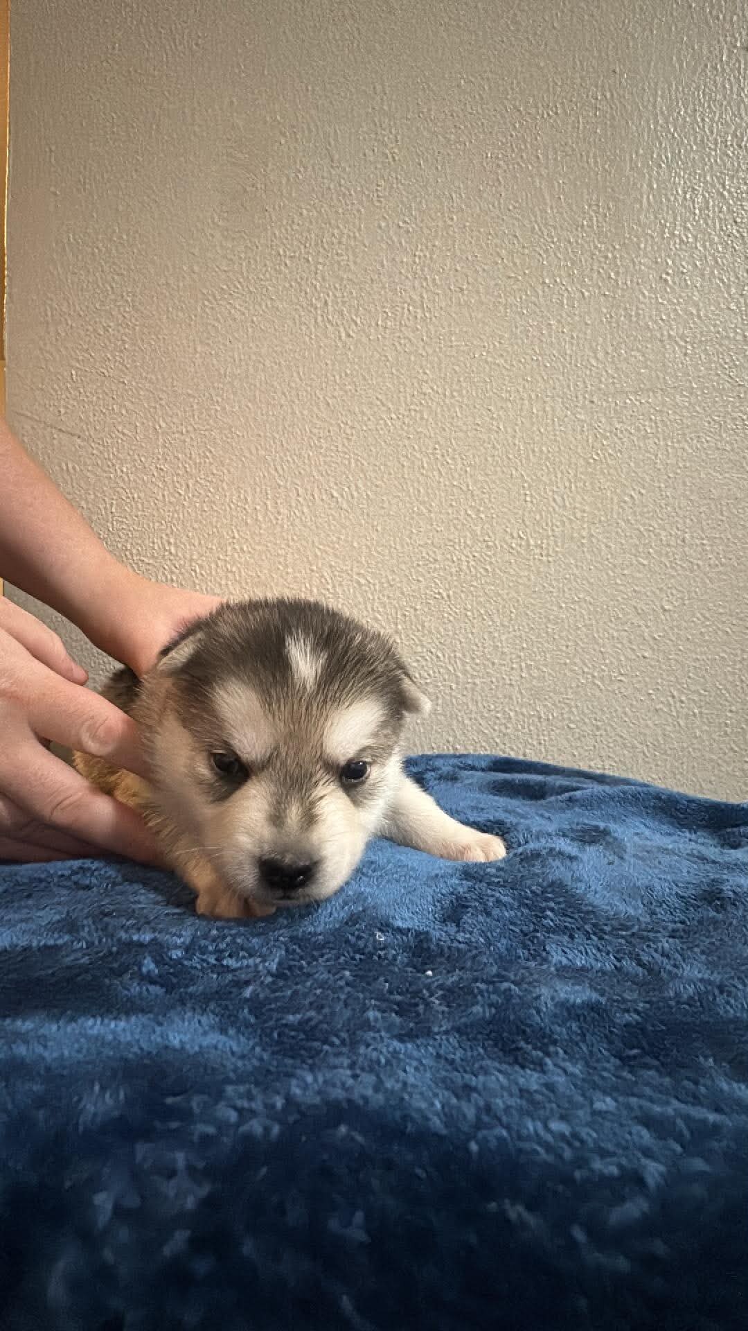 Shepsky Puppies image 5