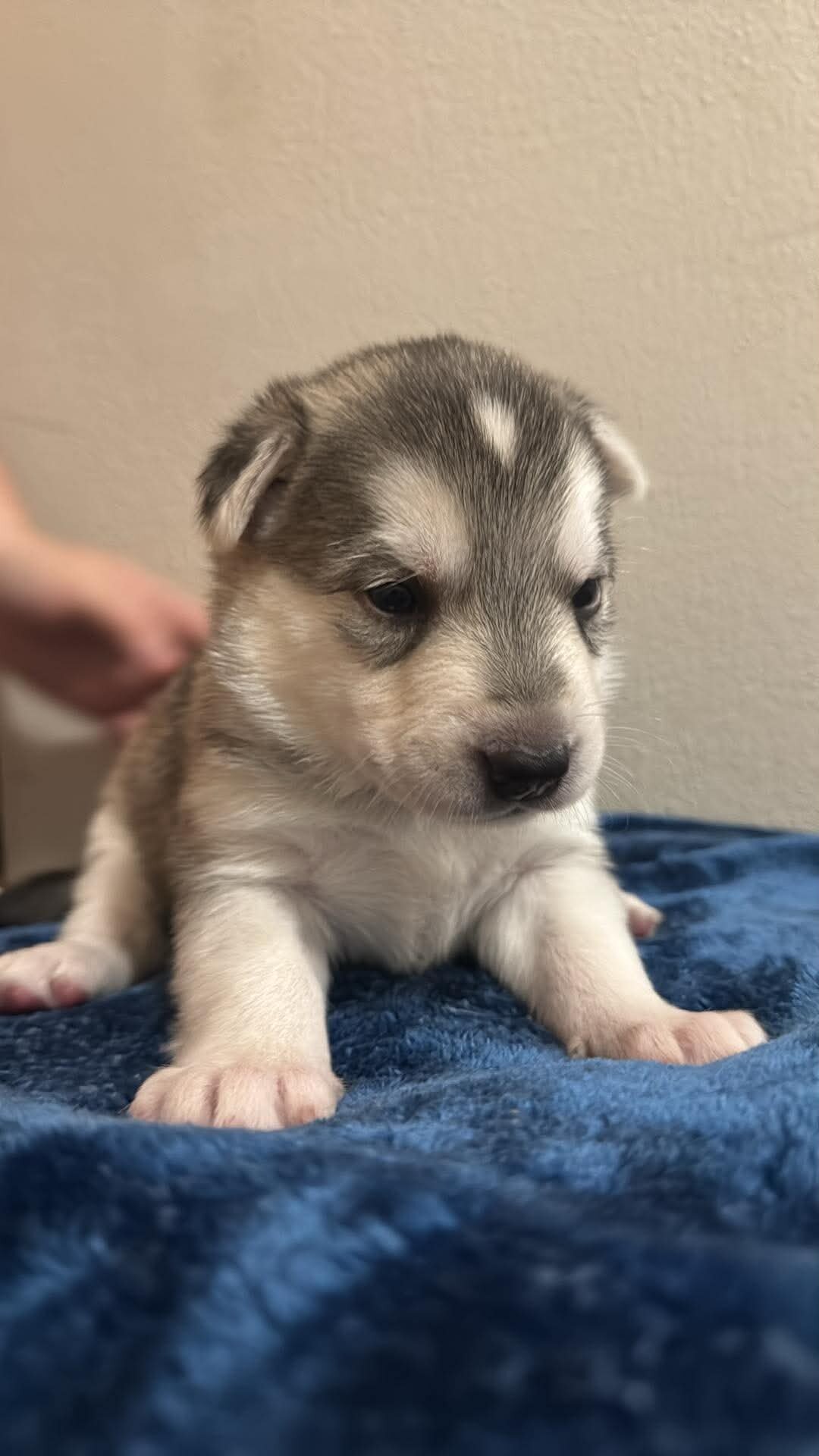 Shepsky Puppies image 2