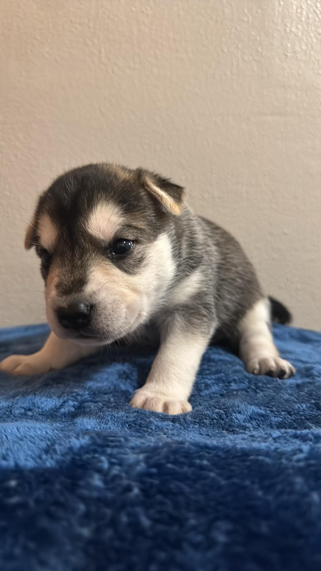 Shepsky Puppies image 6