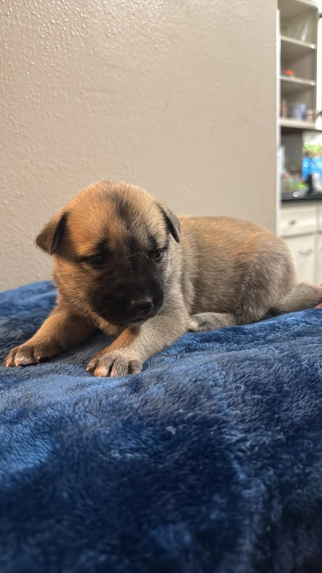 Shepsky Puppies image 8