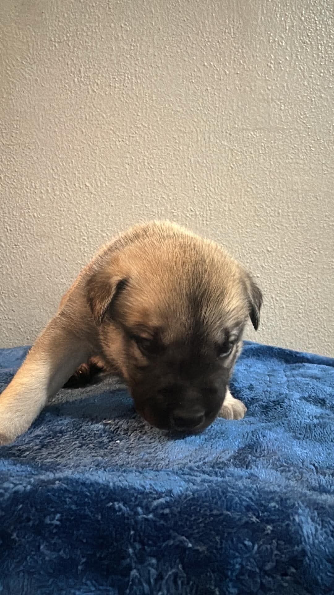 Shepsky Puppies image 3