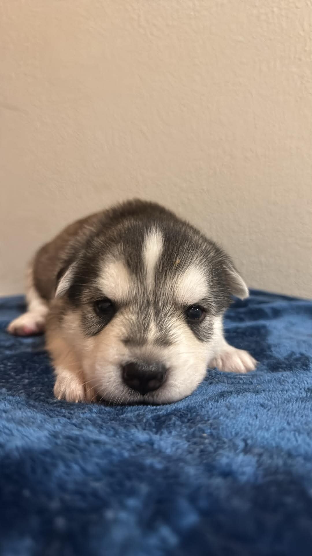 Shepsky Puppies image 1