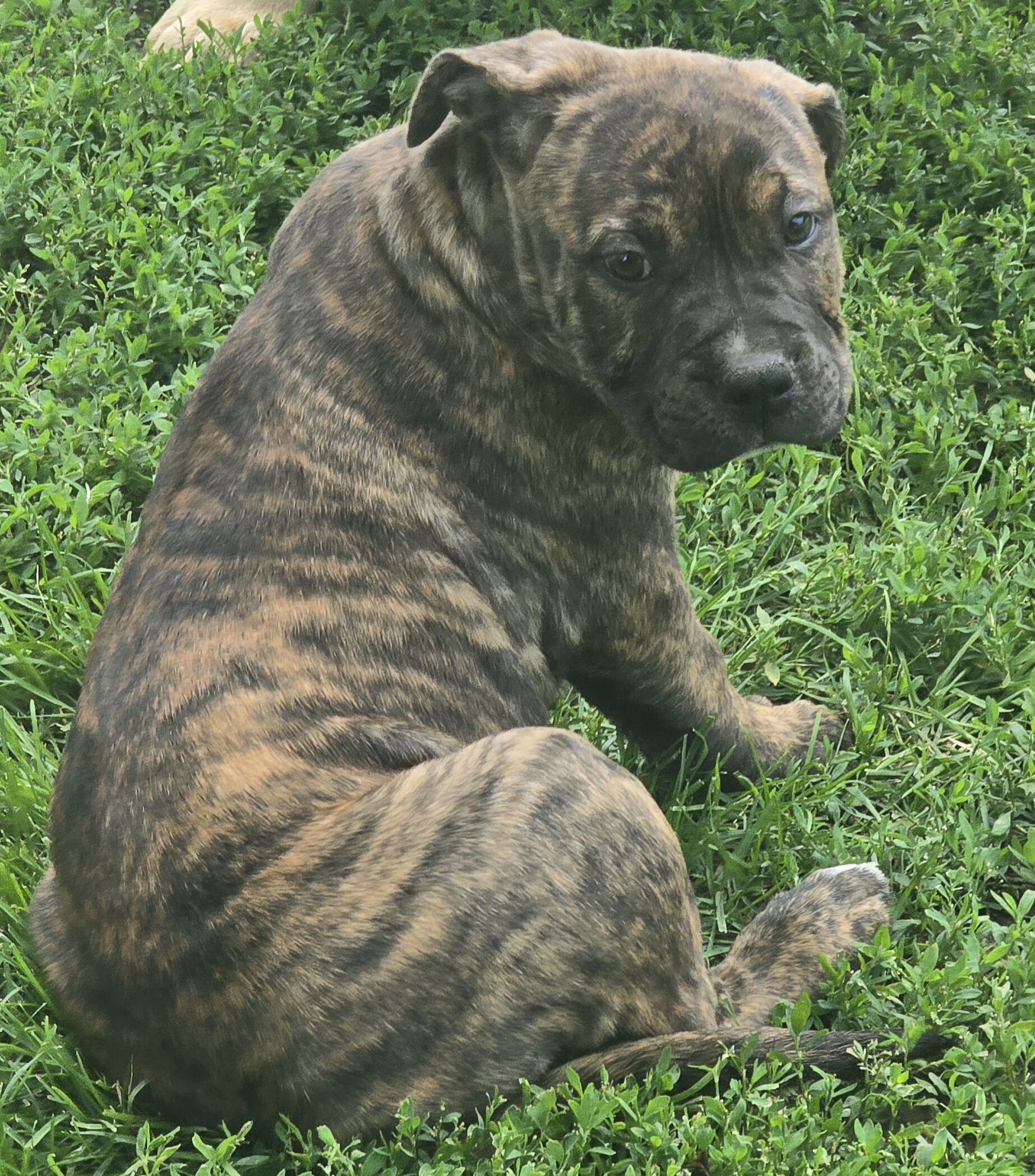Male Brindle Pit/Cane Corso image 1