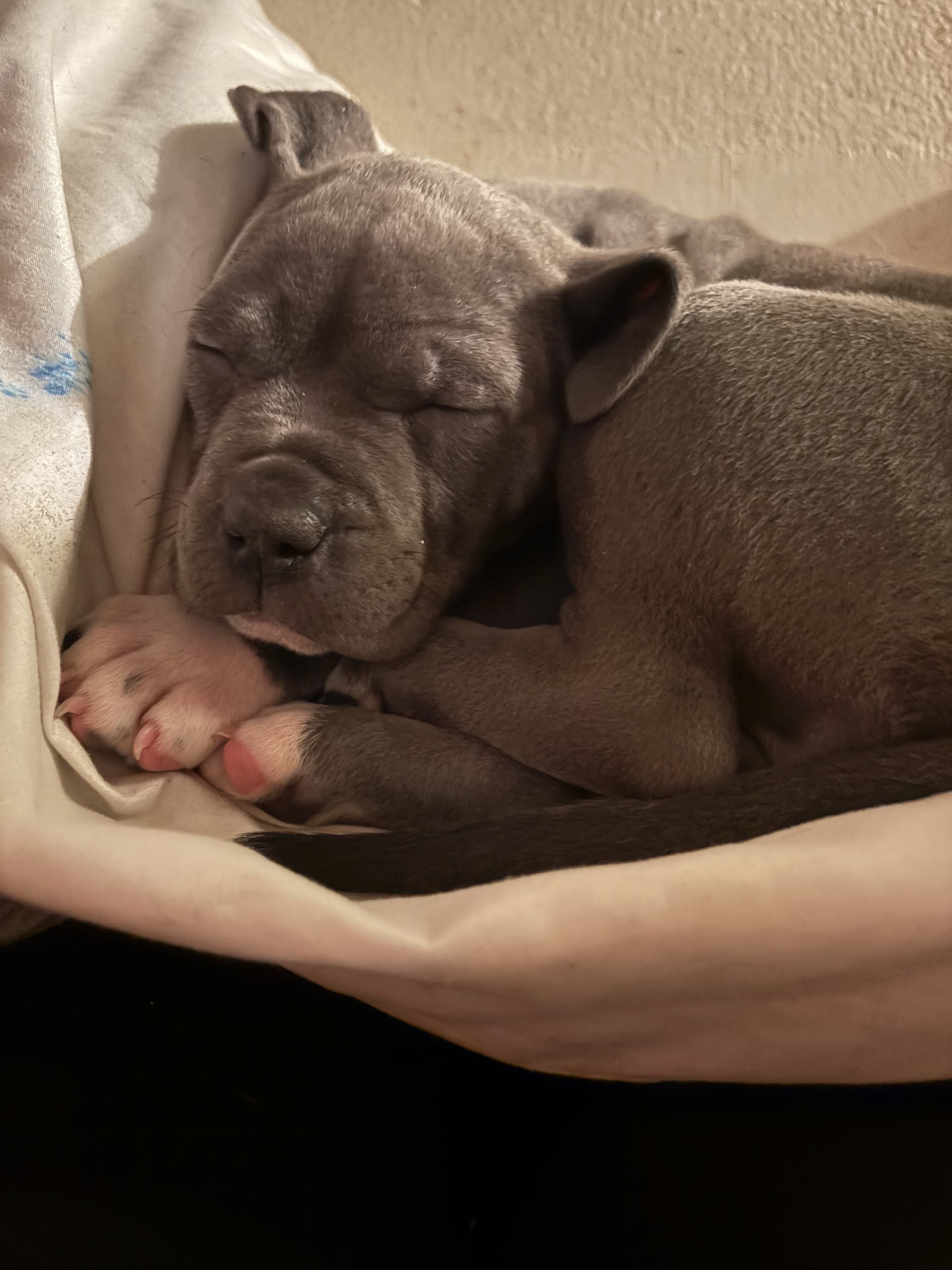 Puppy image 1
