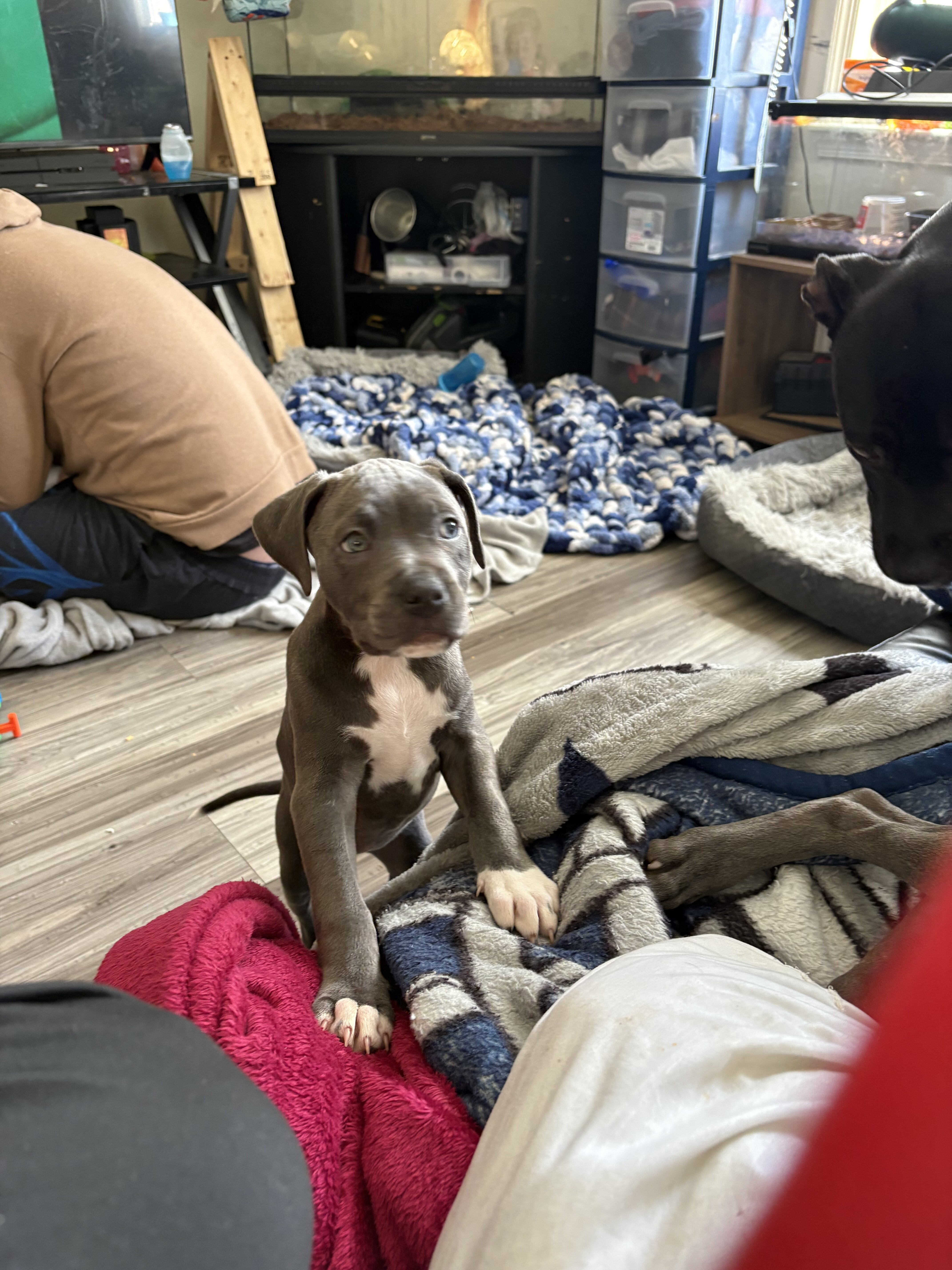 Puppy image 2