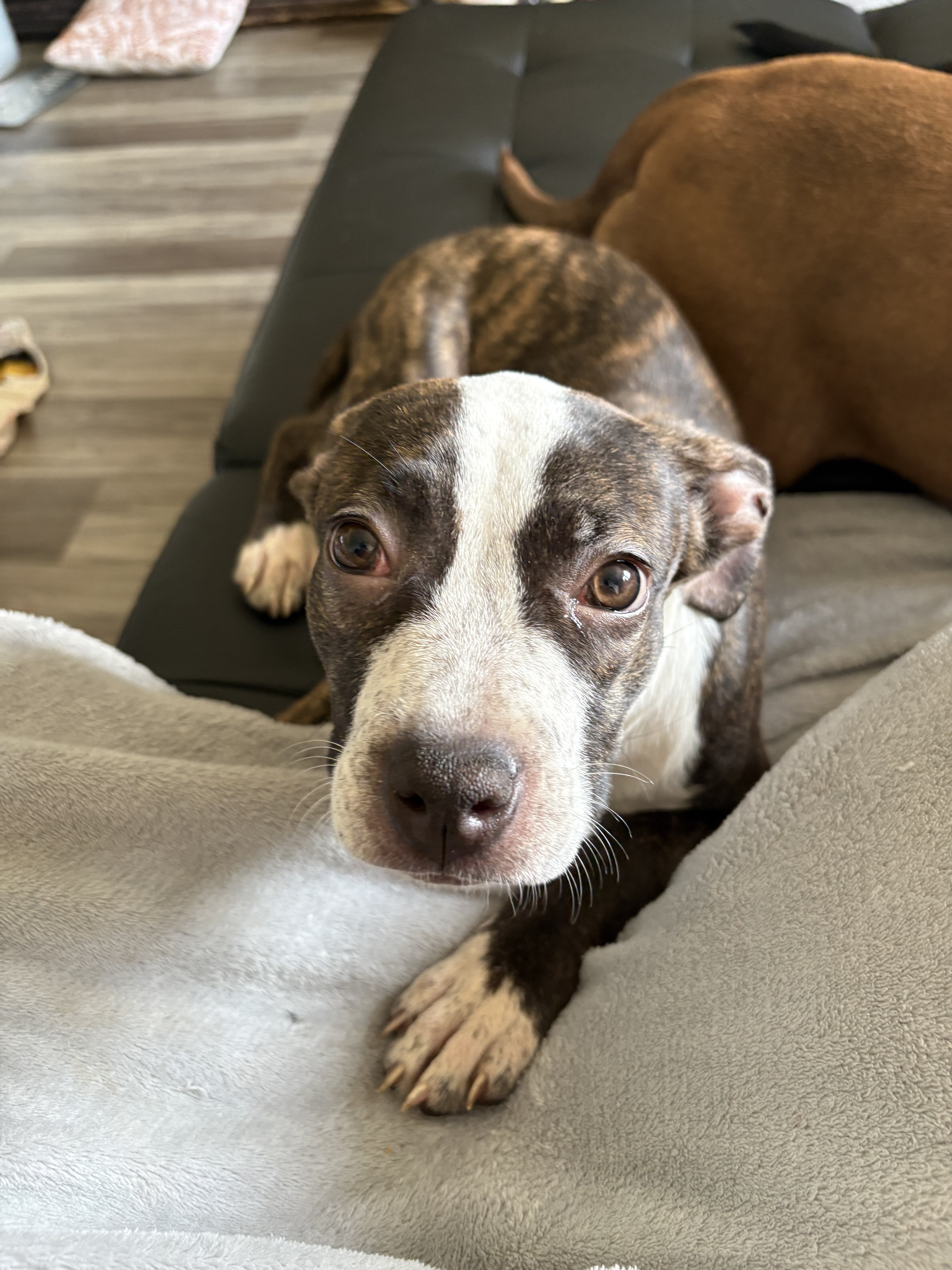 Puppy image 4