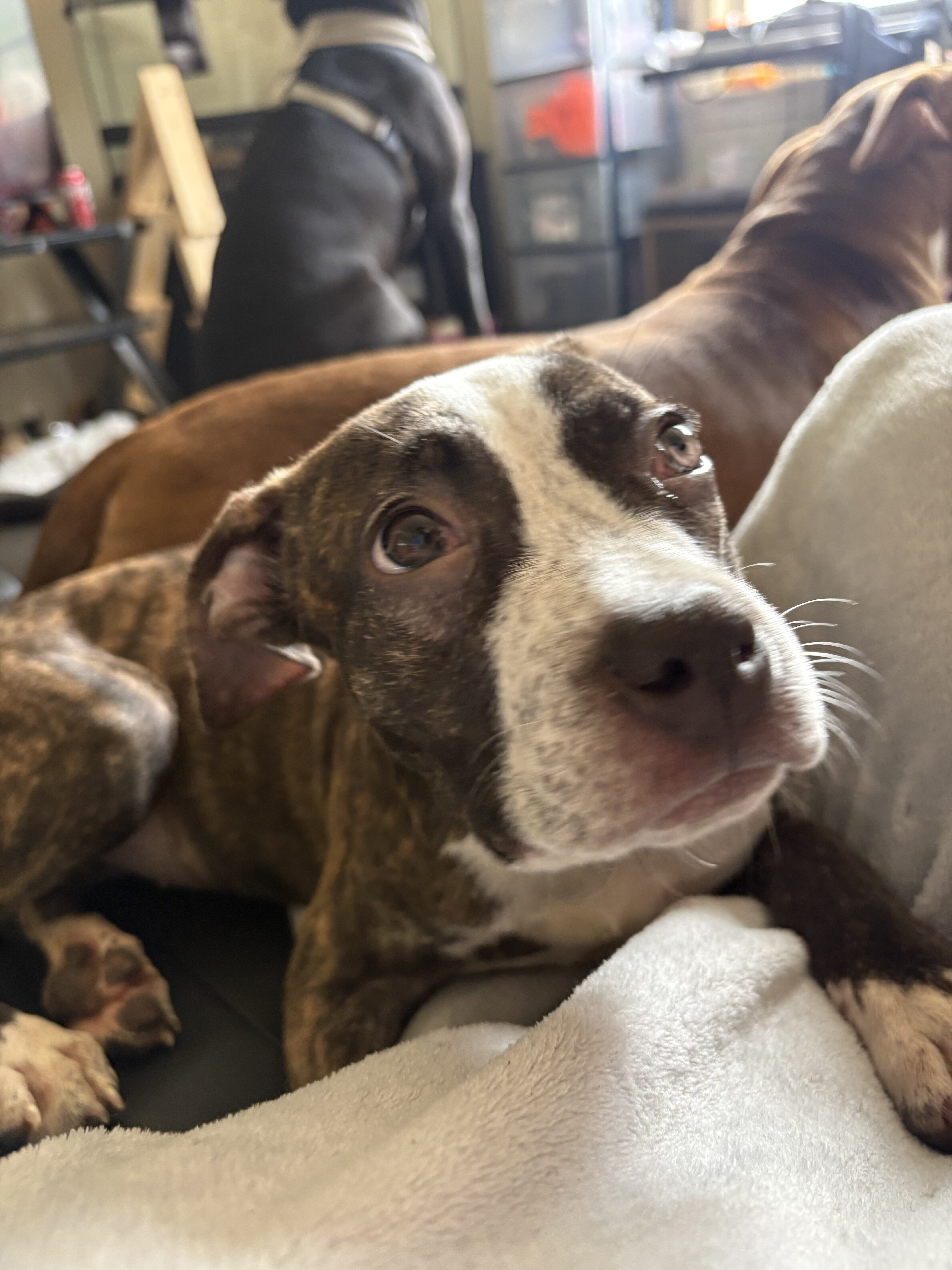 Puppy image 3