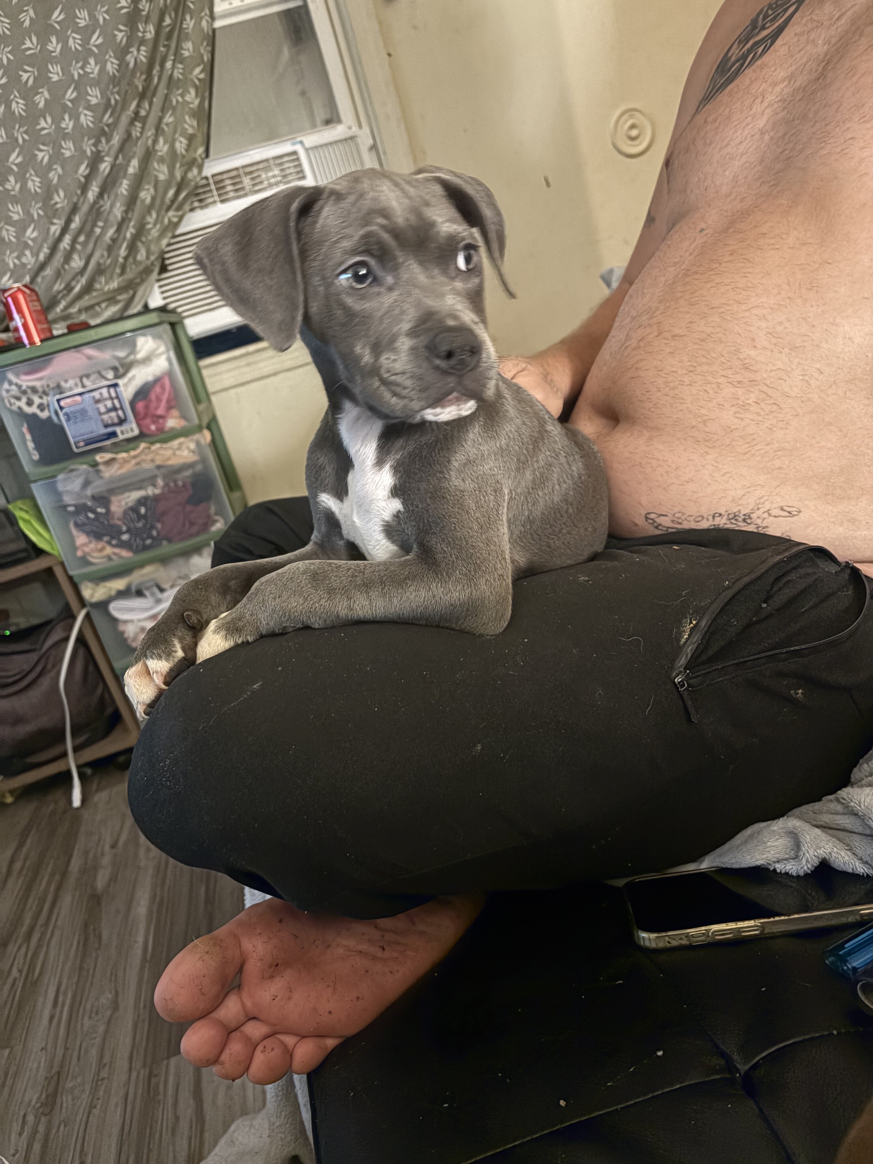 Puppy’s image 3