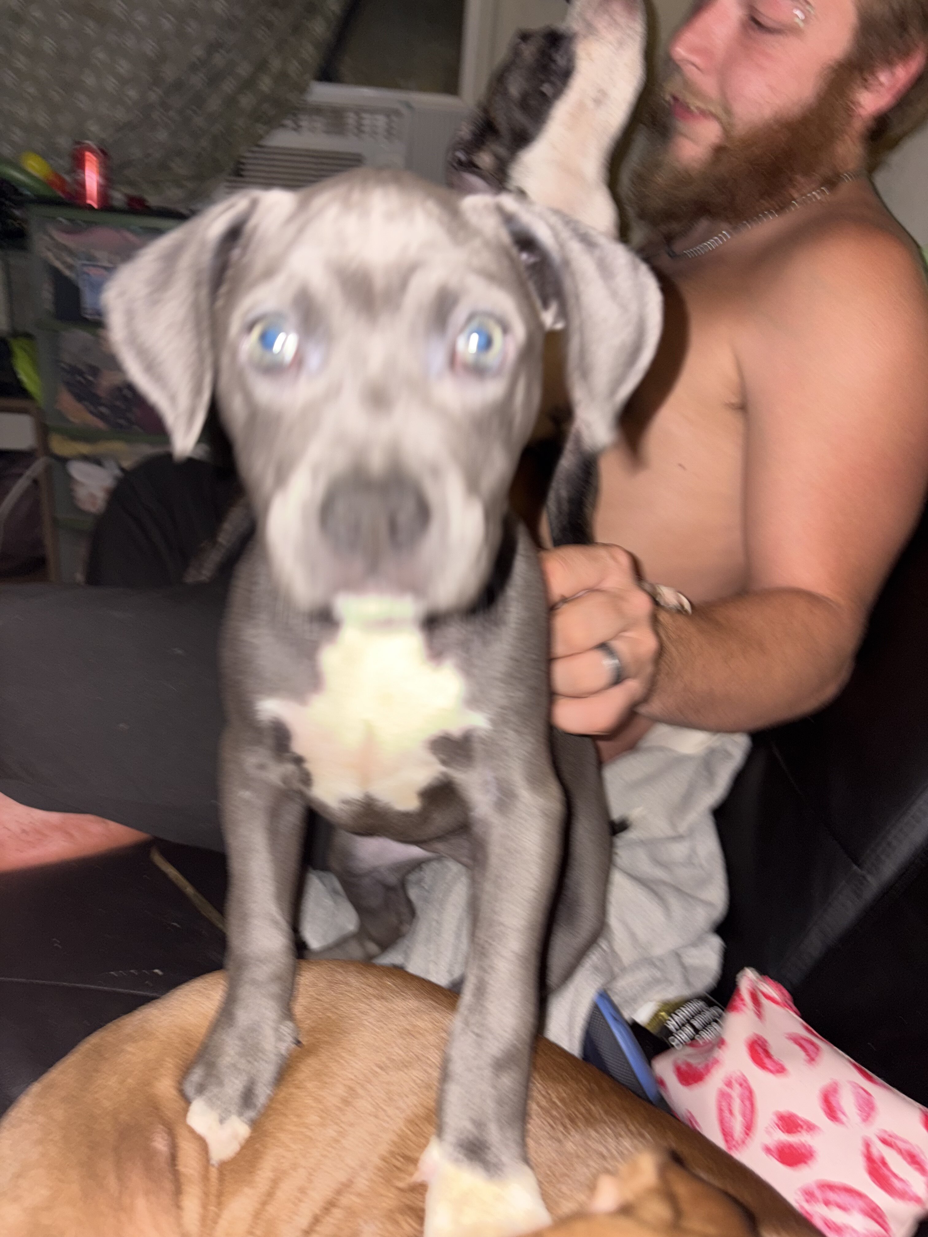 Puppy’s image 1