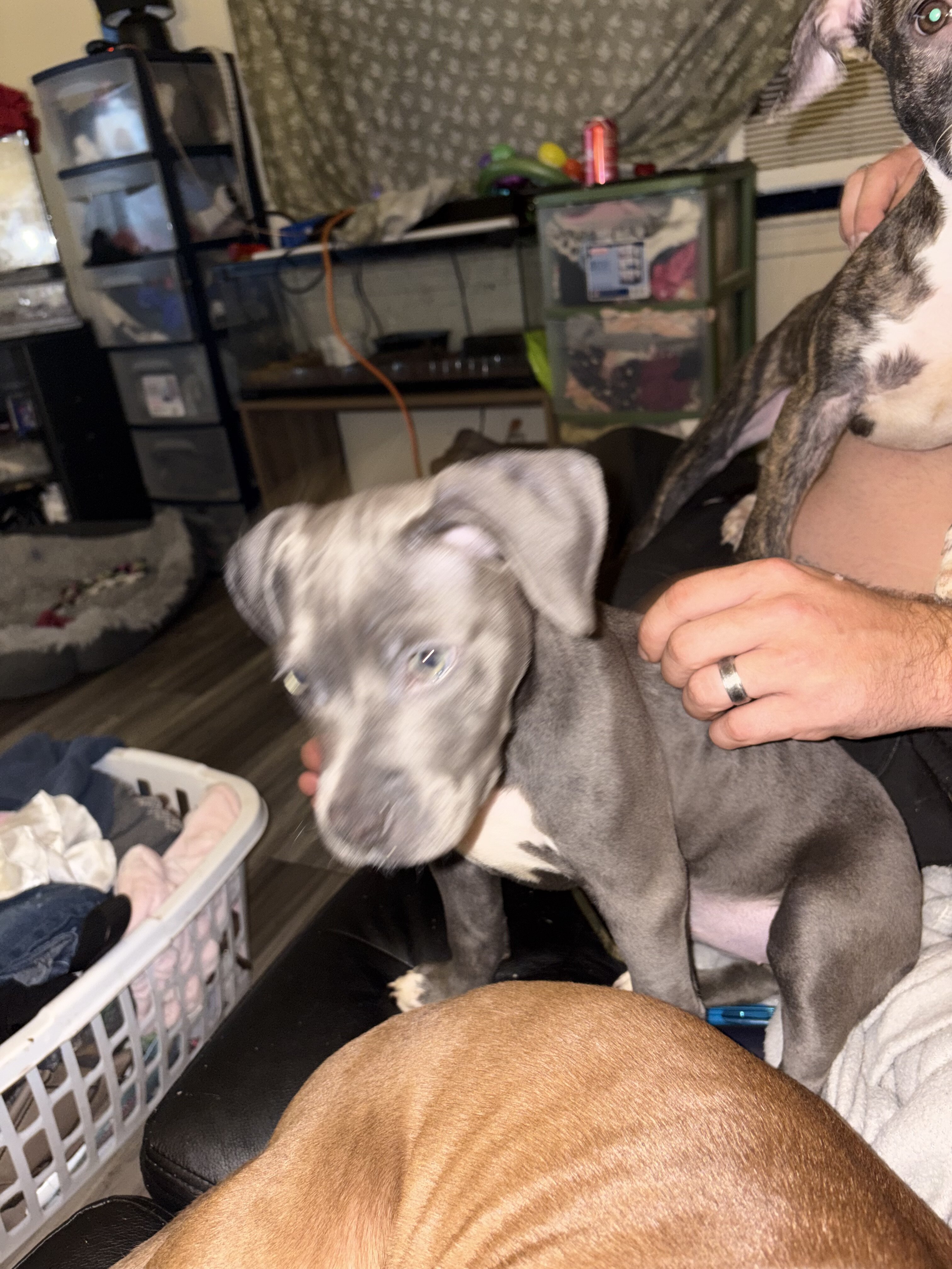 Puppy’s image 2