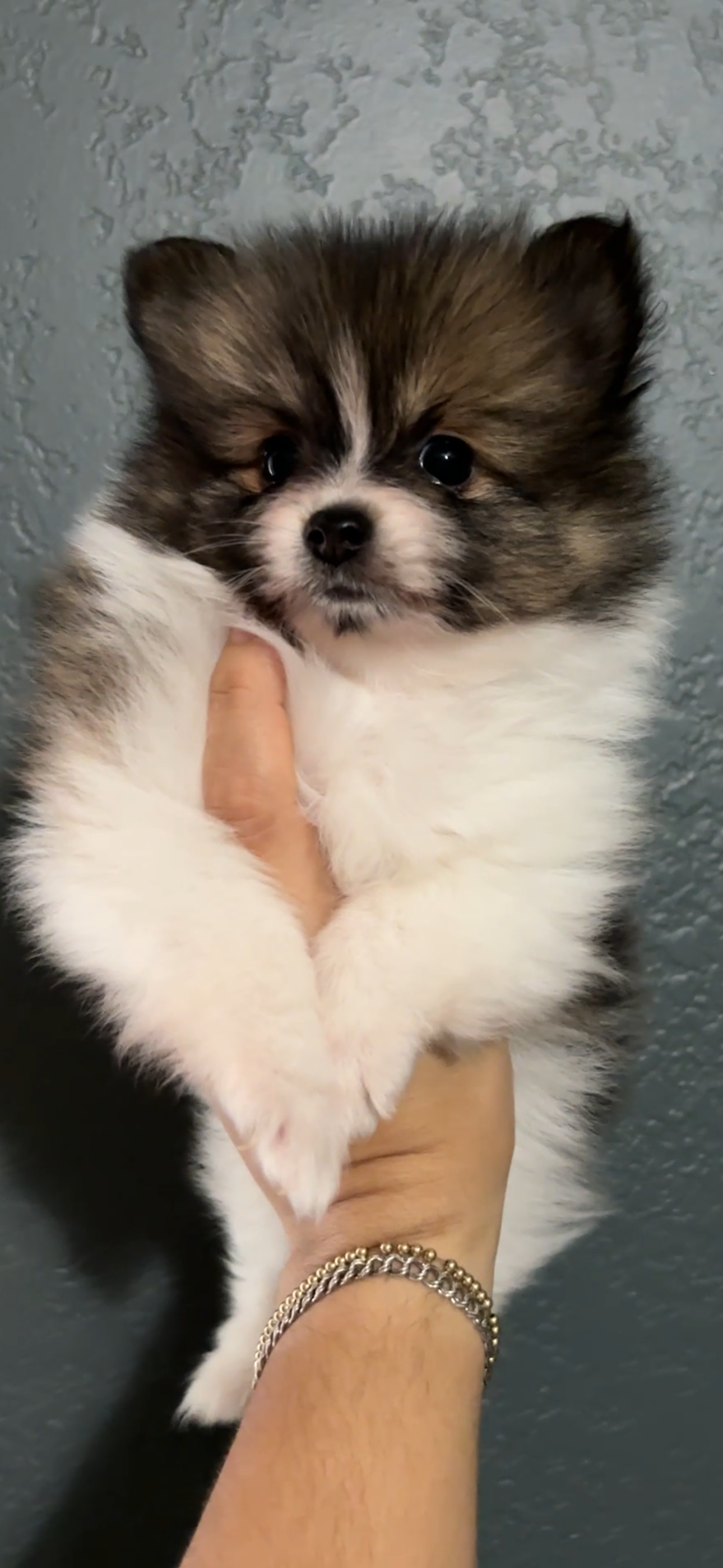 Pomeranian Puppies image 1