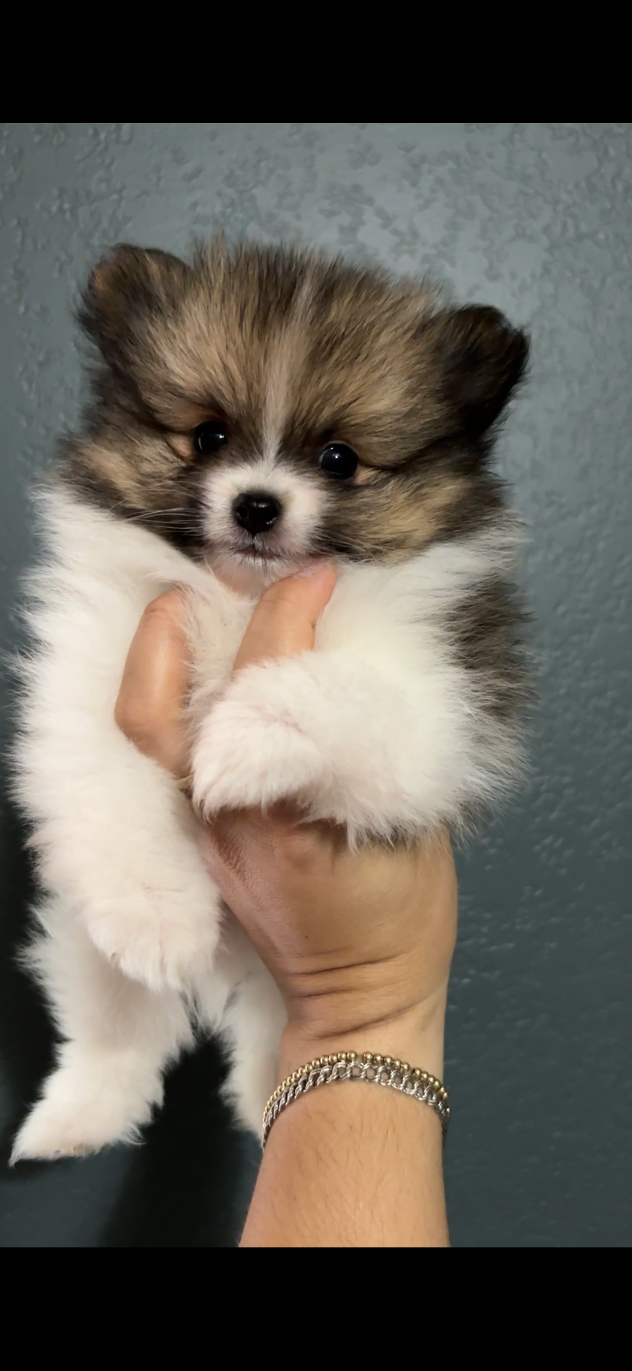 Pomeranian Puppies image 2