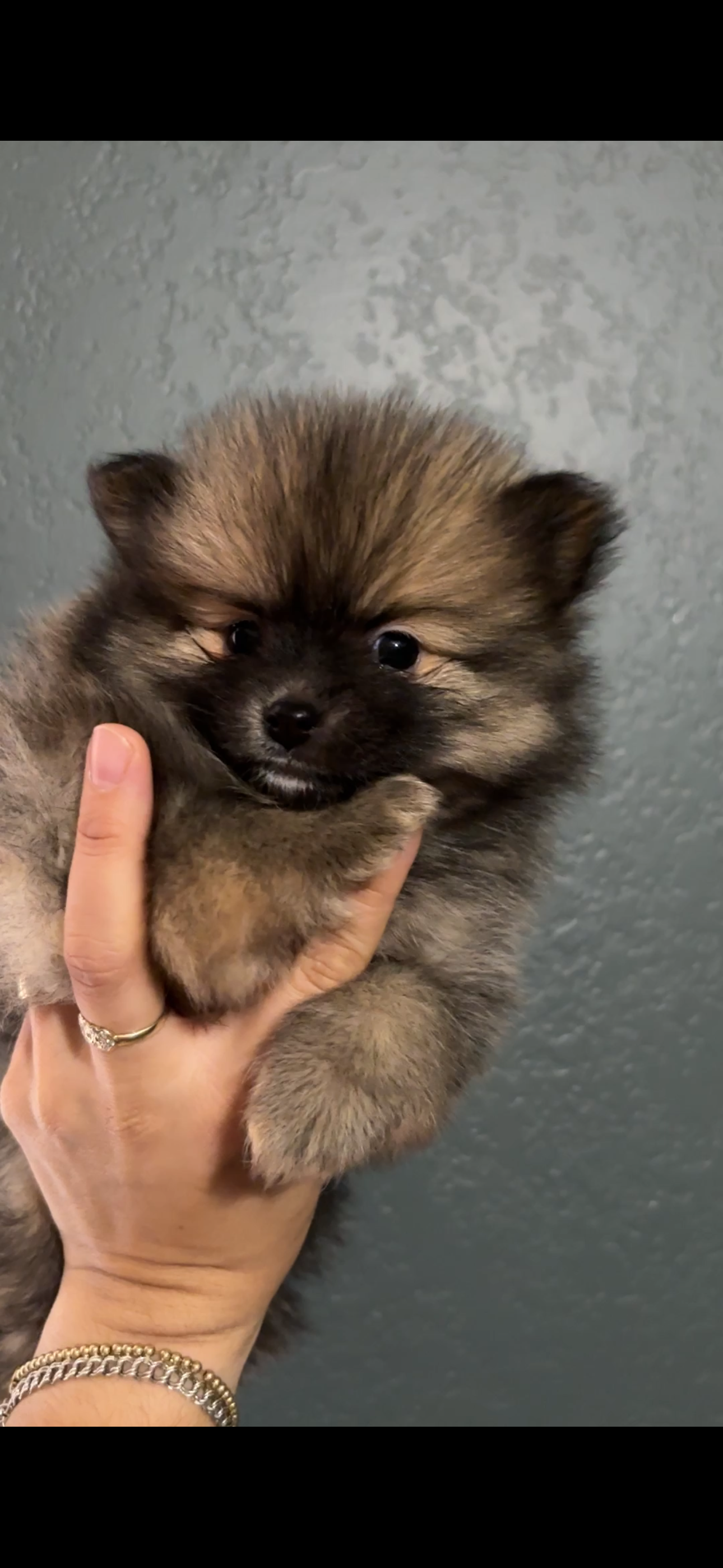 Pomeranian Puppies image 3