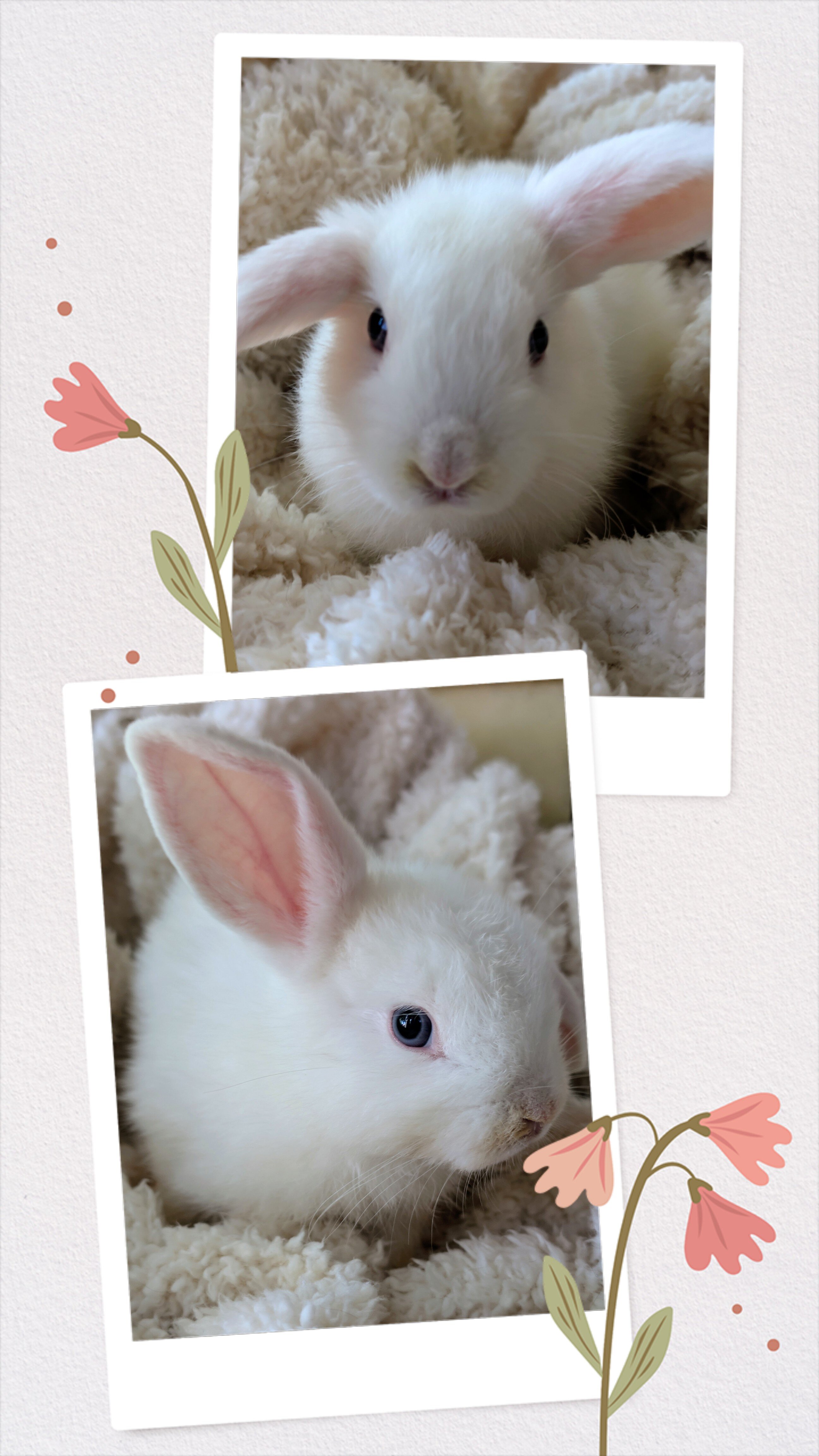 Mini Holland lop/Netherland dwarf bunny image 2