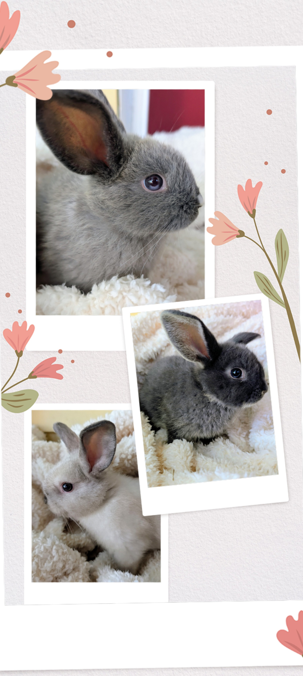 Mini Holland lop/Netherland dwarf bunny image 1