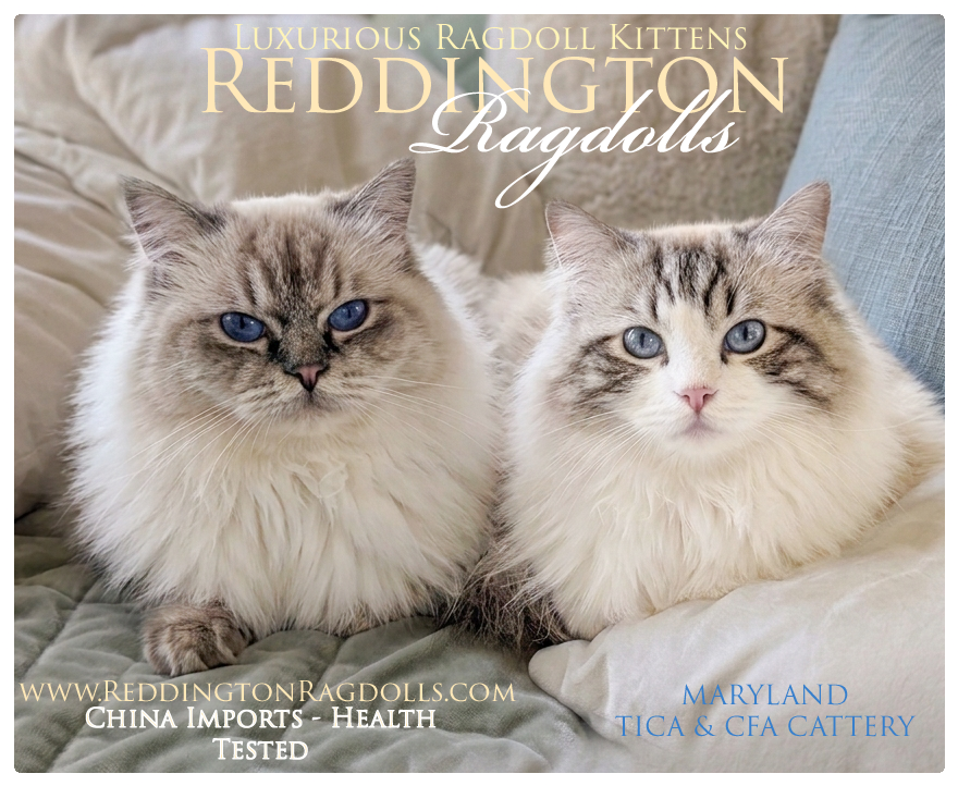 TICA CFA REGISTERED super fluffy Ragdoll kitten image 3