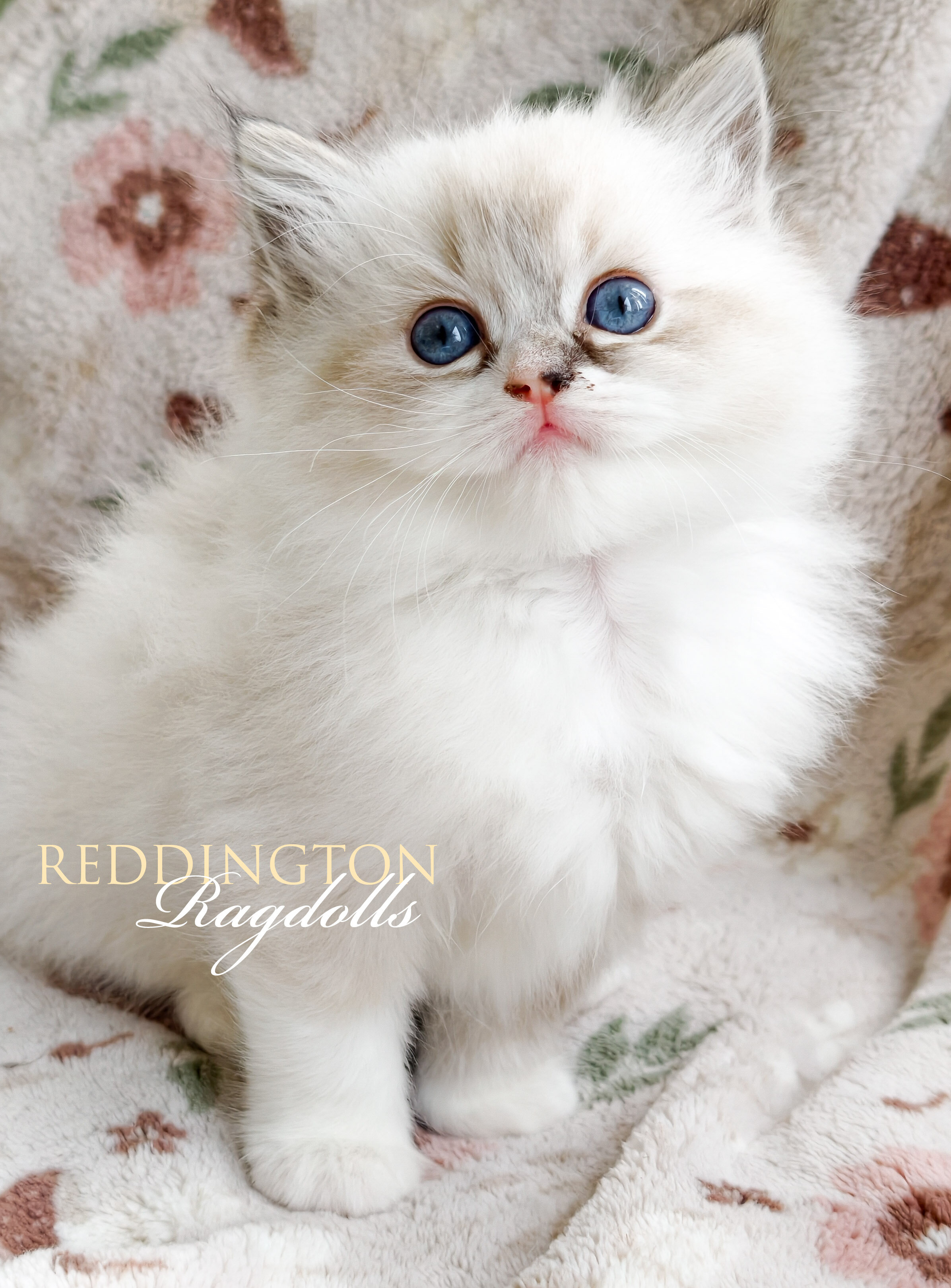 TICA CFA REGISTERED super fluffy Ragdoll kitten image 1