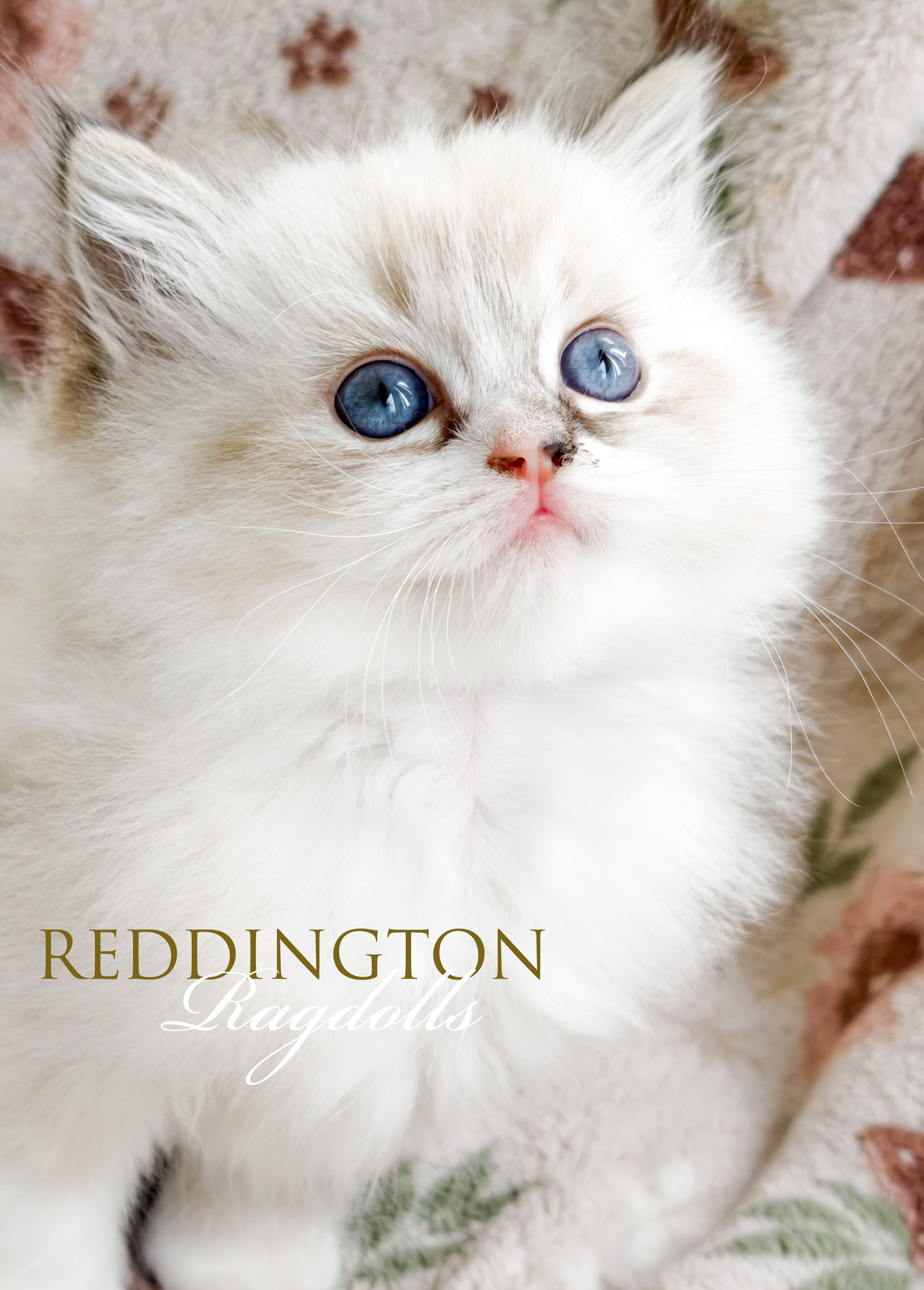 TICA CFA REGISTERED super fluffy Ragdoll kitten image 2