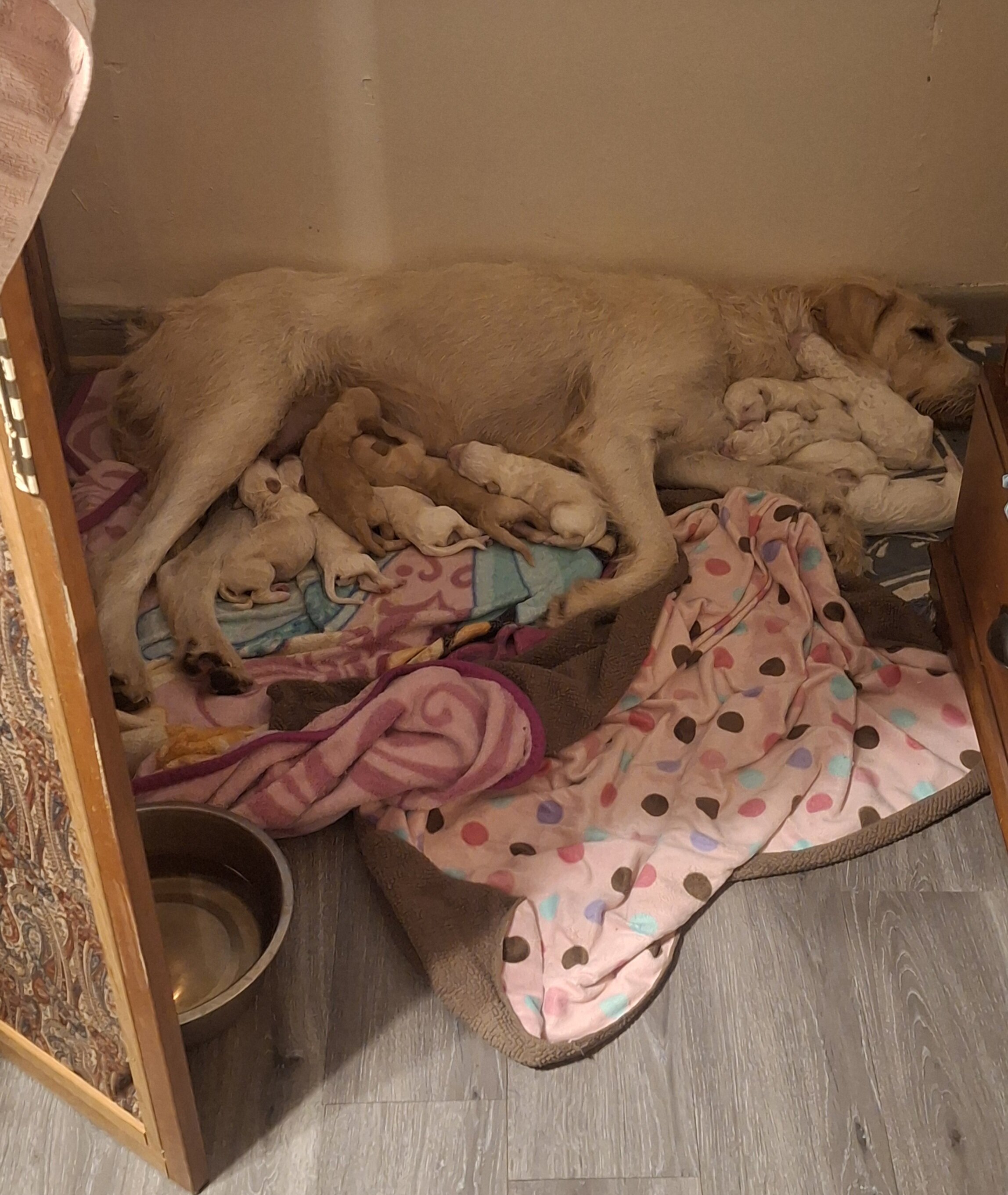 Double Doodle puppies image 1