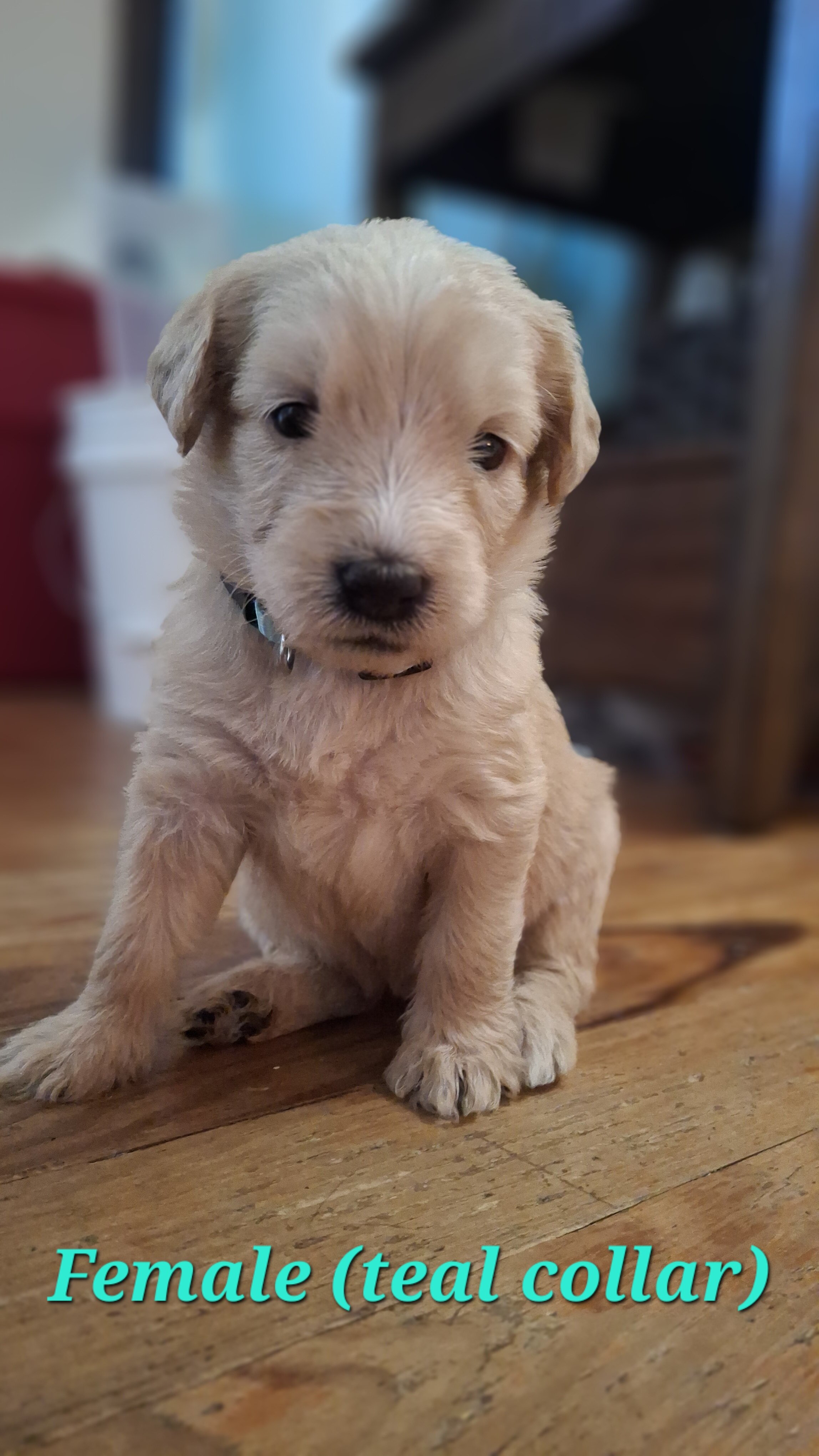 Double Doodle puppies image 9
